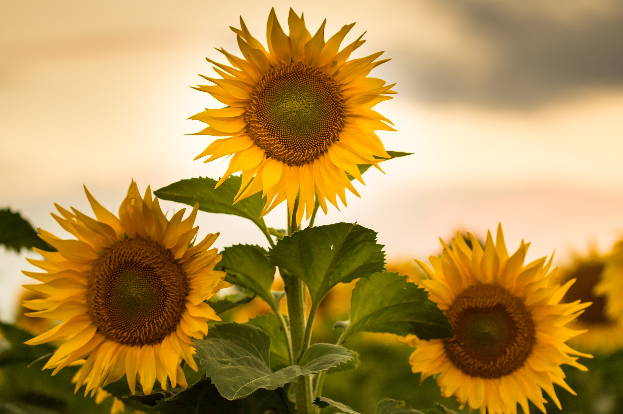 Sony SLT-A58 + 90mm F2.8 Macro SSM sample photo. Sunflower2 photography