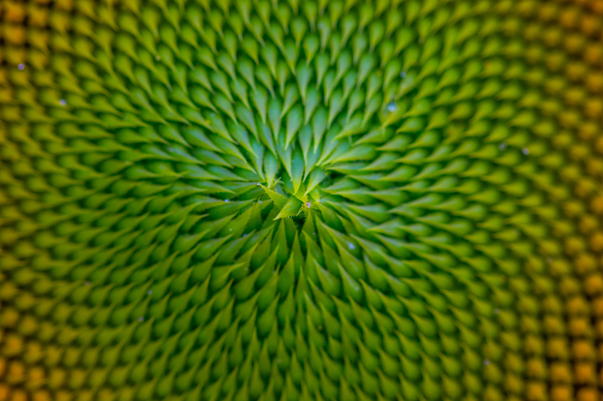 Sony SLT-A58 + 90mm F2.8 Macro SSM sample photo. Sunflower3 photography