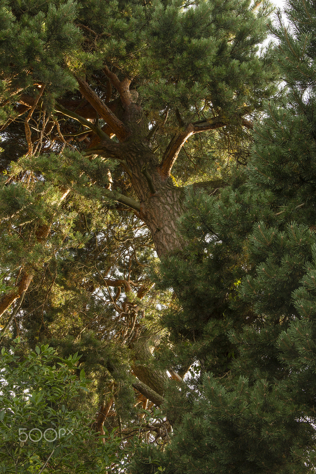 Canon EOS 100D (EOS Rebel SL1 / EOS Kiss X7) sample photo. Growing up into the skies photography