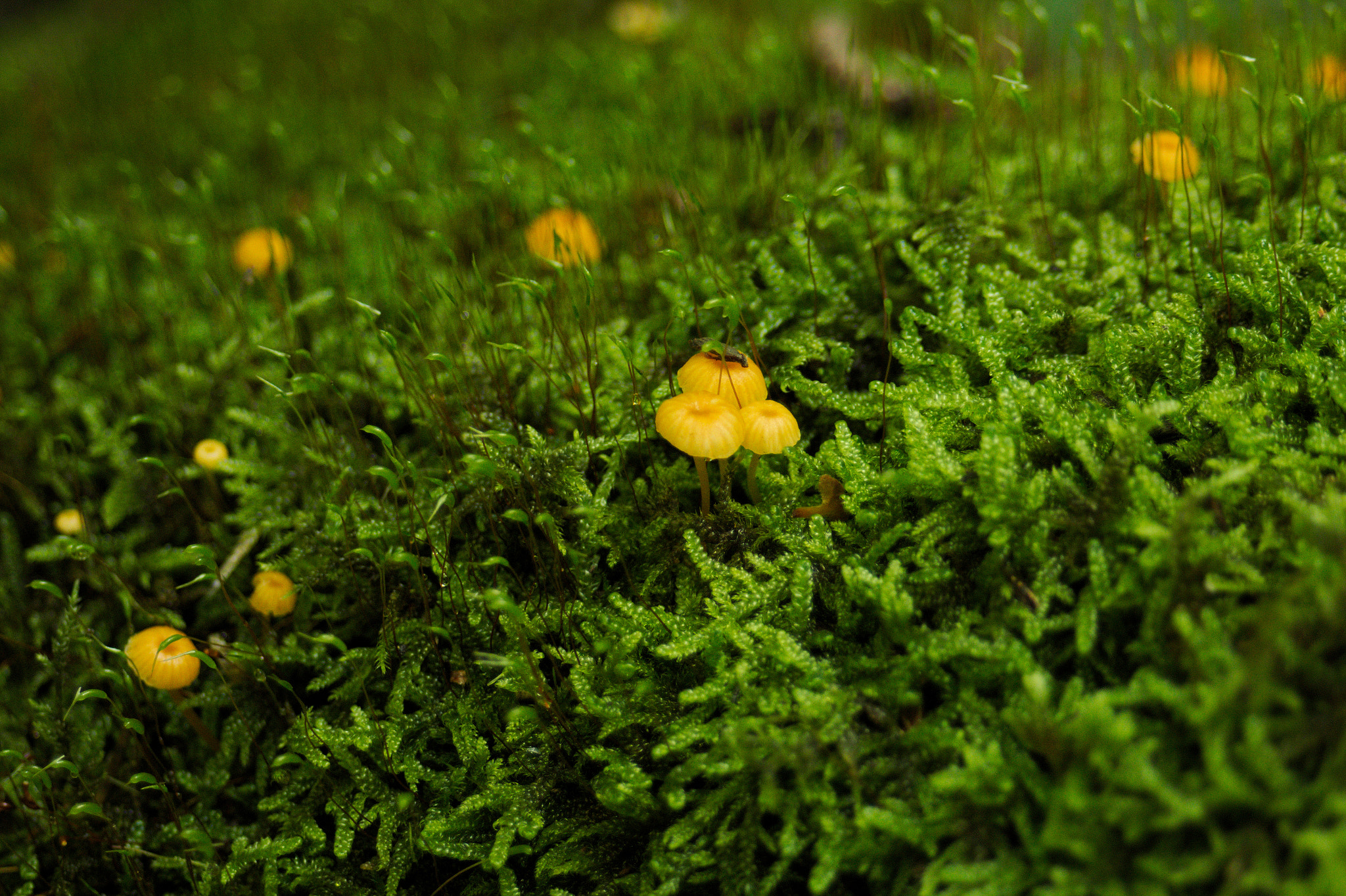 Canon EF 28-80mm f/3.5-5.6 sample photo. Super tiny muschrooms photography