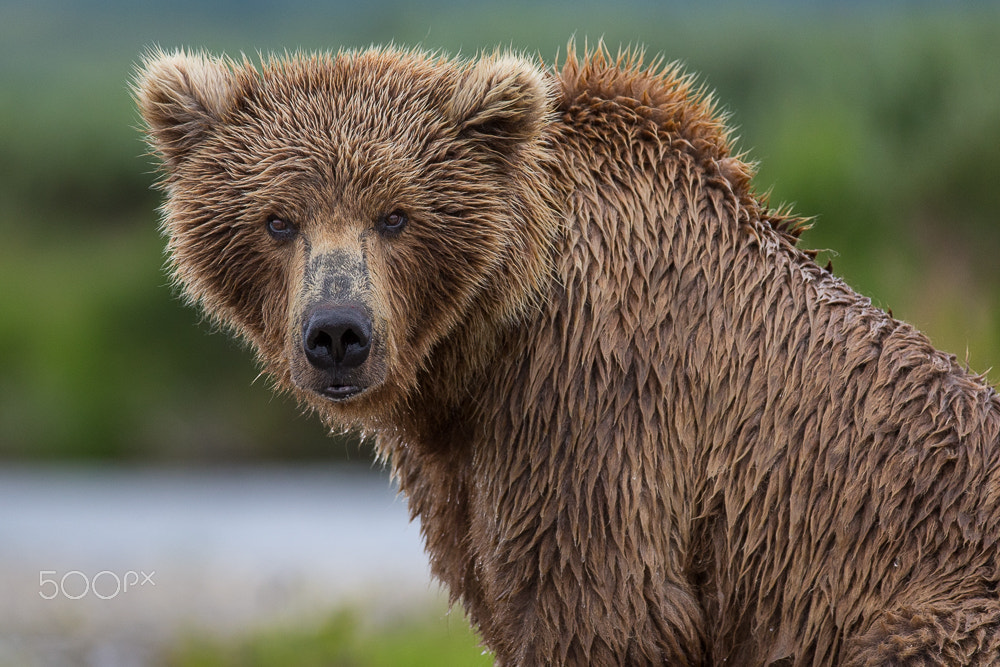 Canon EF 200-400mm F4L IS USM Extender 1.4x sample photo. Grizzli (ursus arctos horribilis) photography