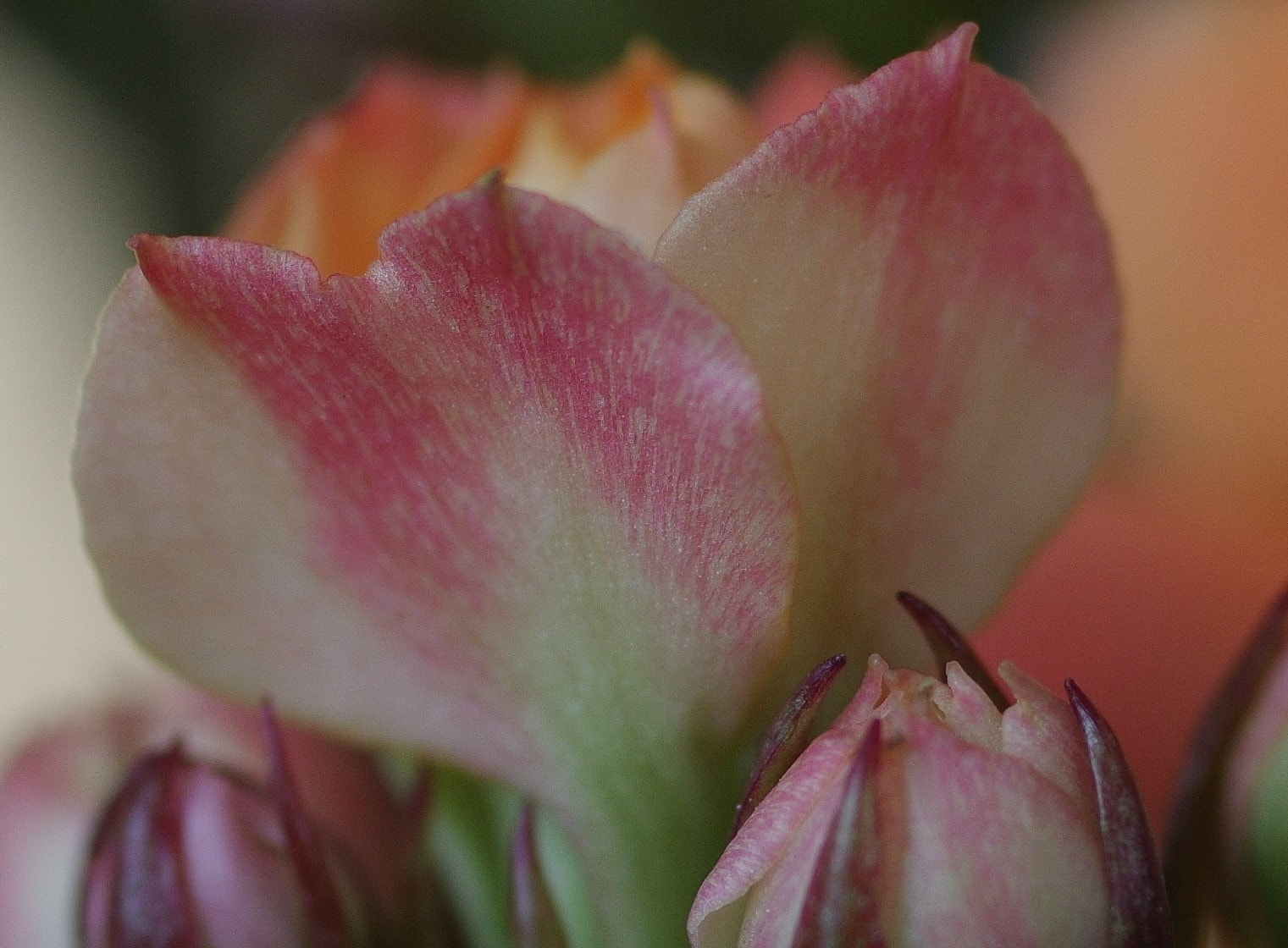 Pentax K-3 + Pentax smc D-FA 50mm F2.8 Macro sample photo