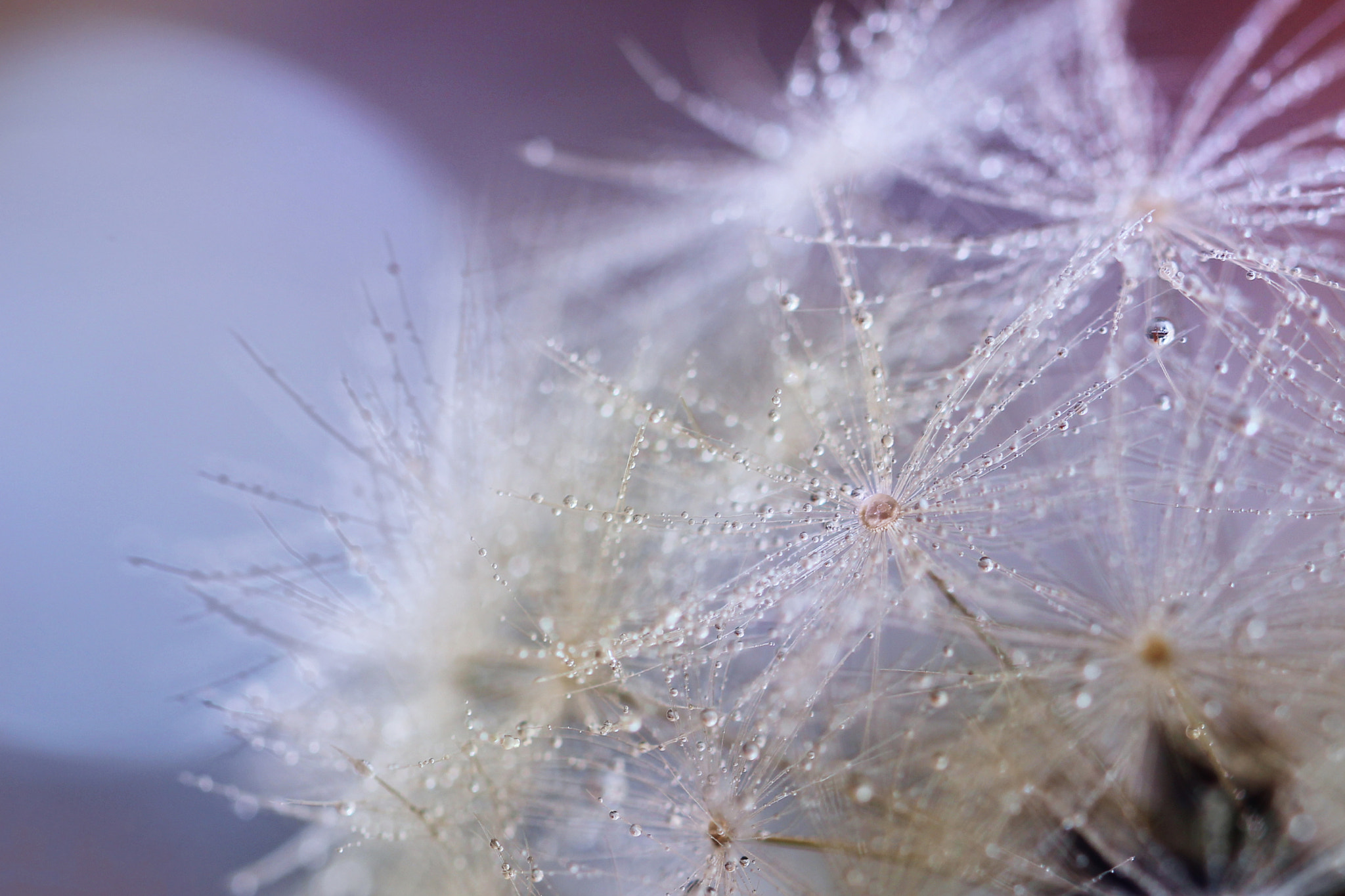 Canon EOS 700D (EOS Rebel T5i / EOS Kiss X7i) + Canon EF 100mm F2.8L Macro IS USM sample photo. Dandelion photography