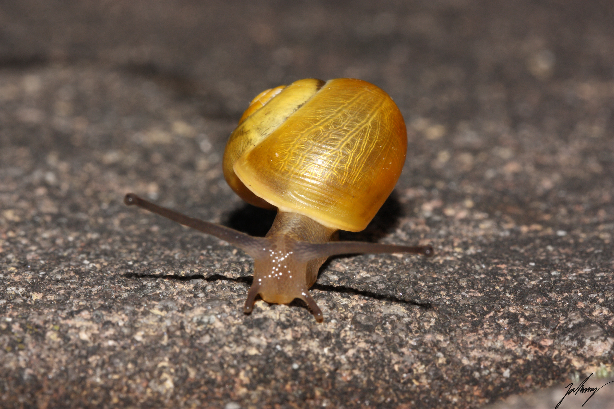 Canon EF 100mm F2.8L Macro IS USM sample photo. Snail photography