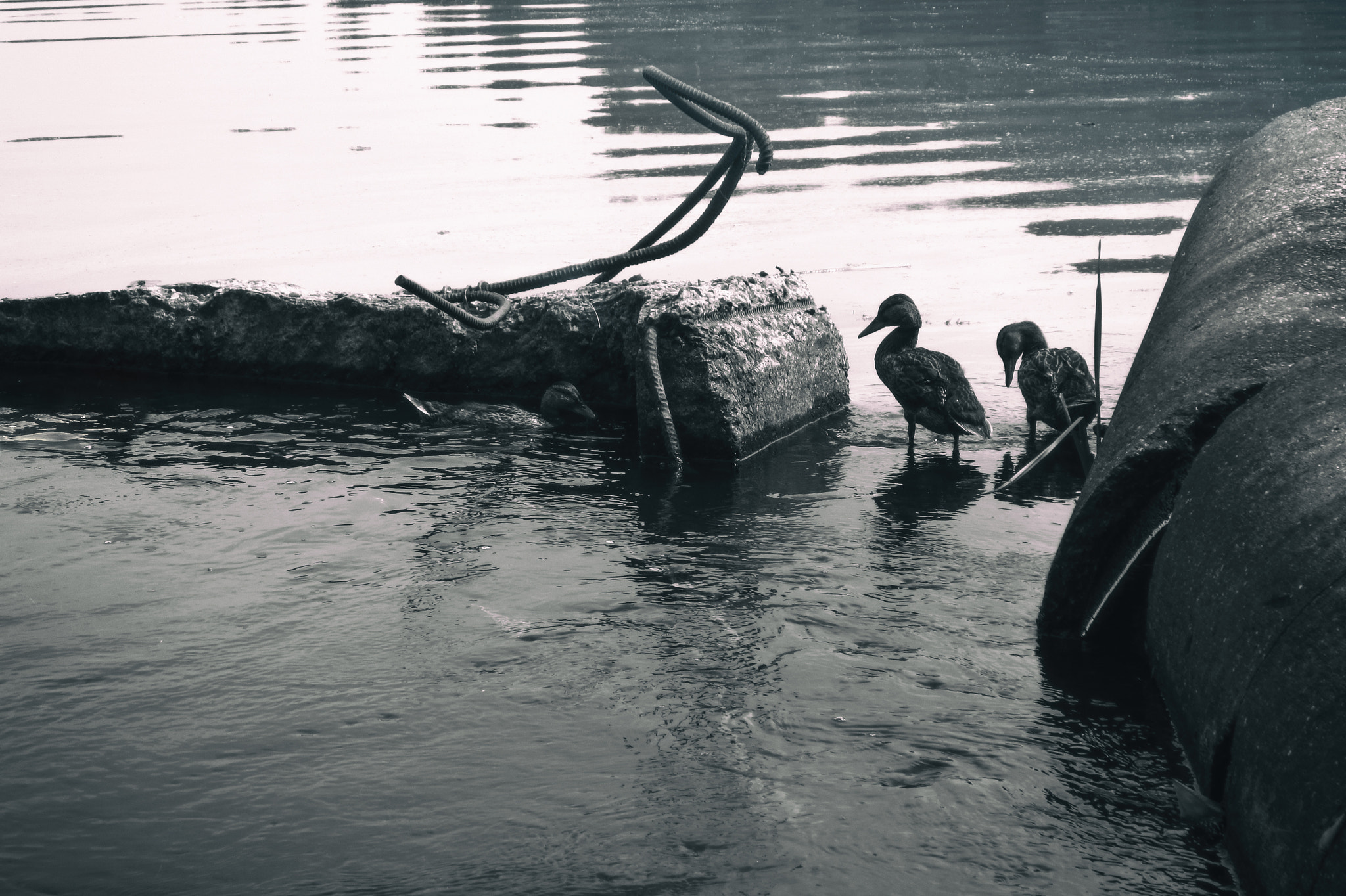 Canon PowerShot ELPH 100 HS (IXUS 115 HS / IXY 210F) sample photo. Ducks on the lake photography