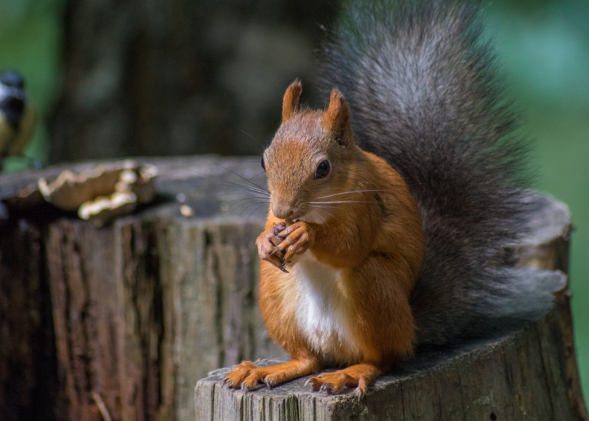 Sony 75-300mm F4.5-5.6 sample photo. Squirrel1 photography