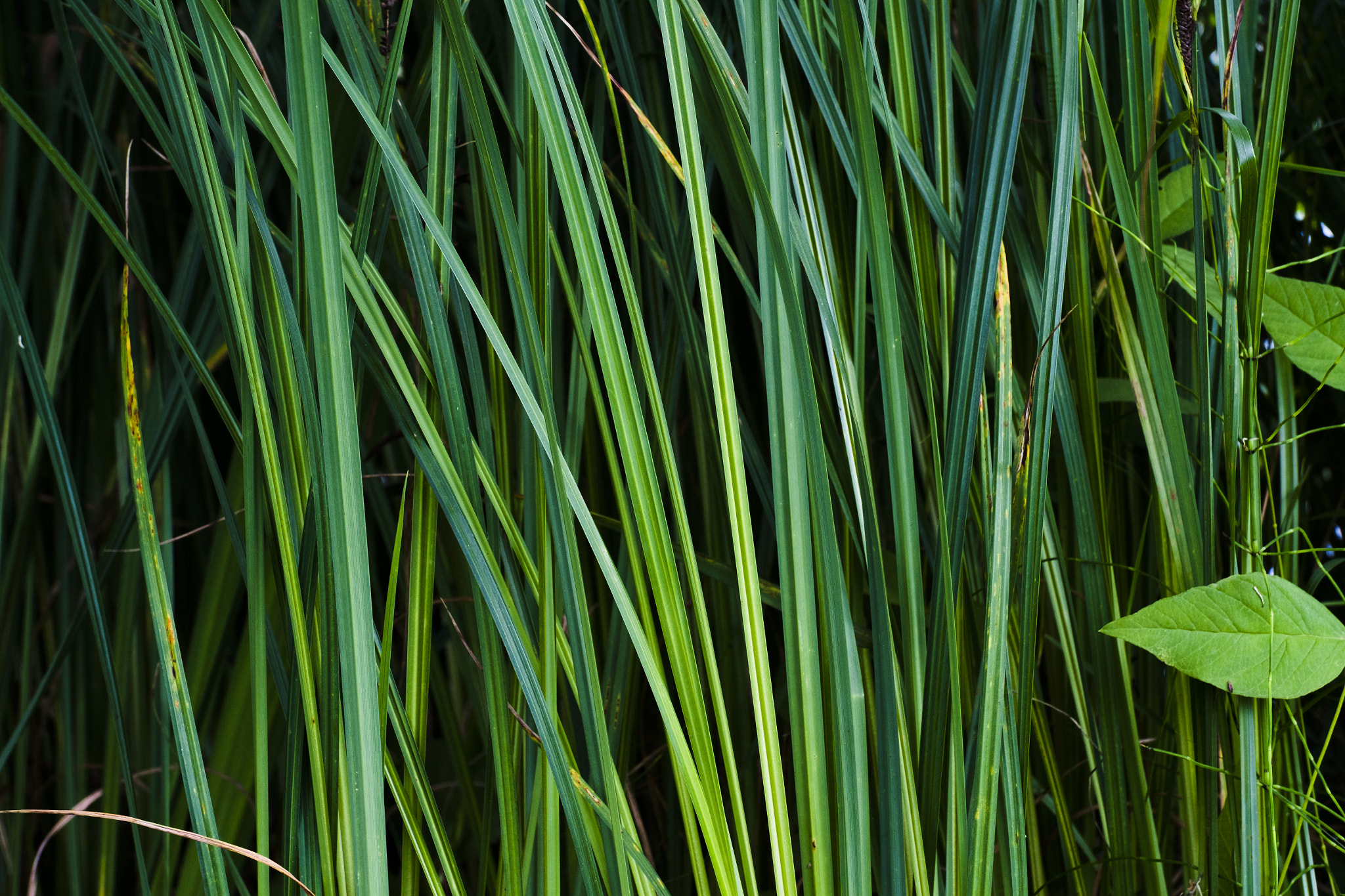 Fujifilm X-Pro1 + ZEISS Touit 50mm F2.8 sample photo. Dscf4731.jpg photography