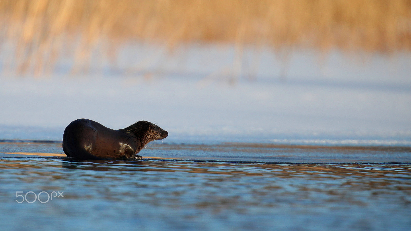 Canon EF 400mm F2.8L IS USM sample photo. Otter on ice photography
