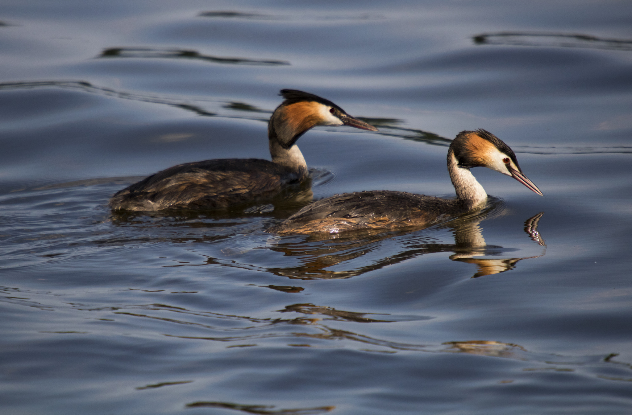 Canon EOS 760D (EOS Rebel T6s / EOS 8000D) + Sigma 50-500mm f/4-6.3 APO HSM EX sample photo. Pair of great crested grebe photography