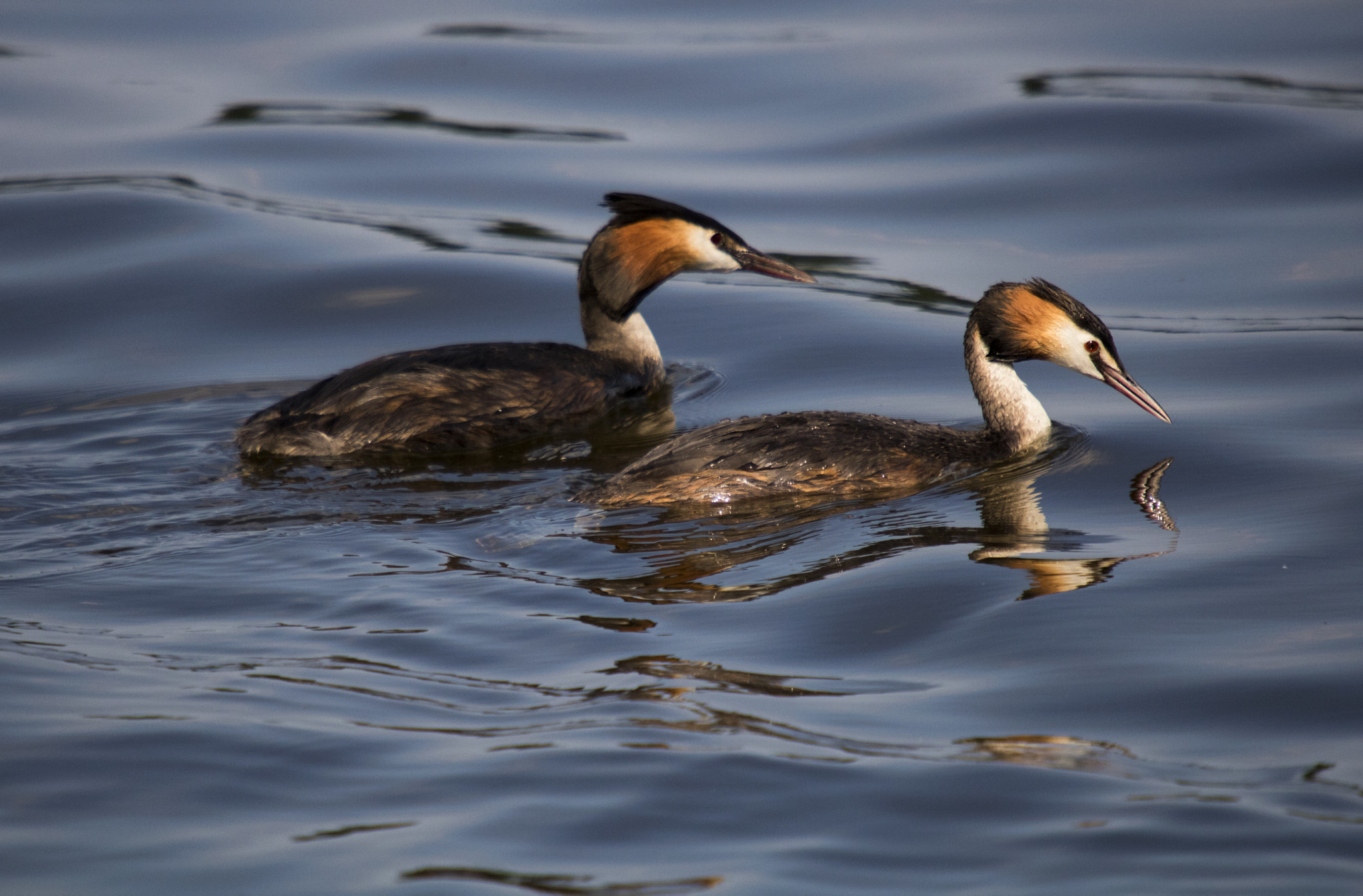Sigma 50-500mm f/4-6.3 APO HSM EX sample photo. Pair of great crested grebe photography