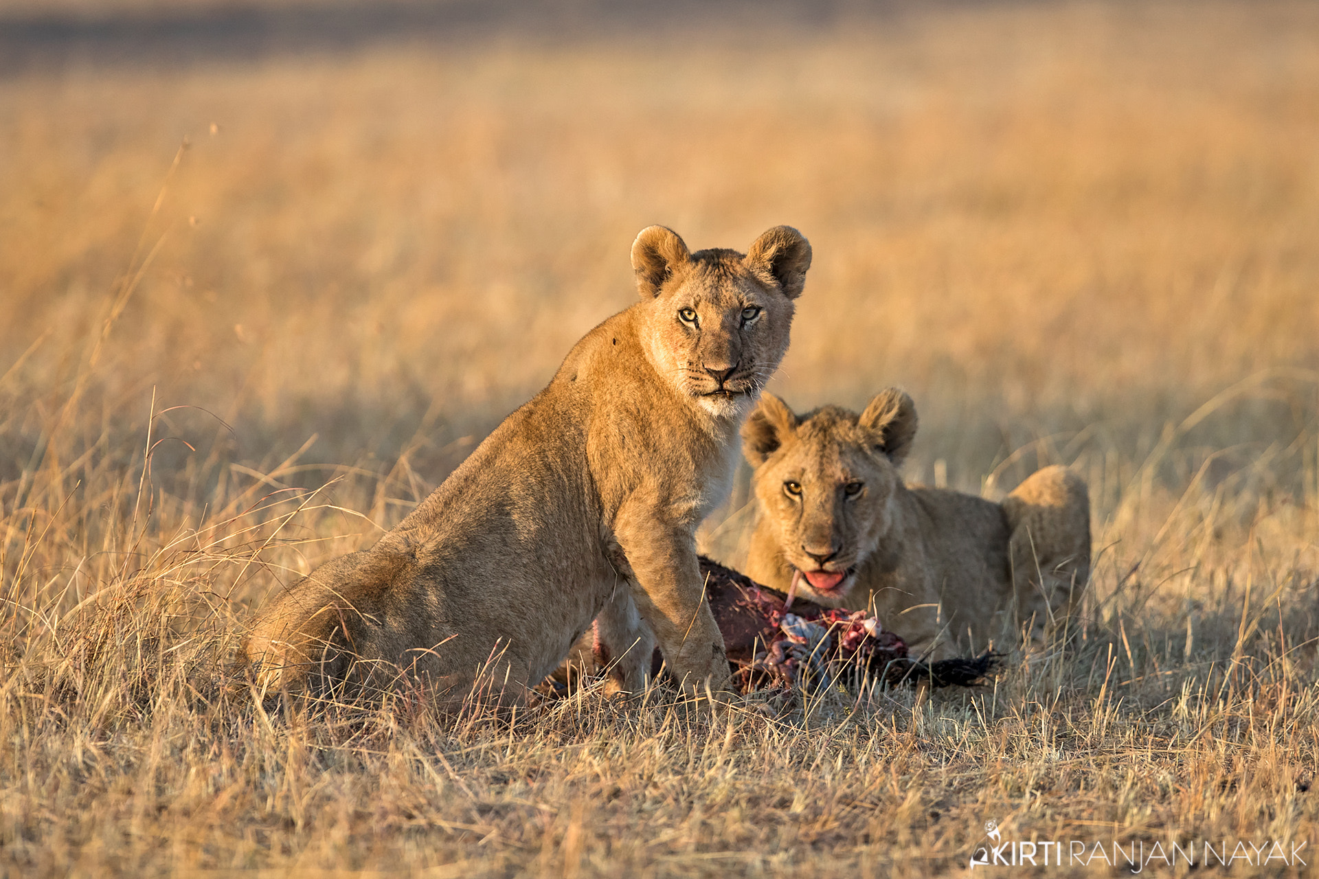 Canon EOS-1D X Mark II sample photo. The feasting cubs photography