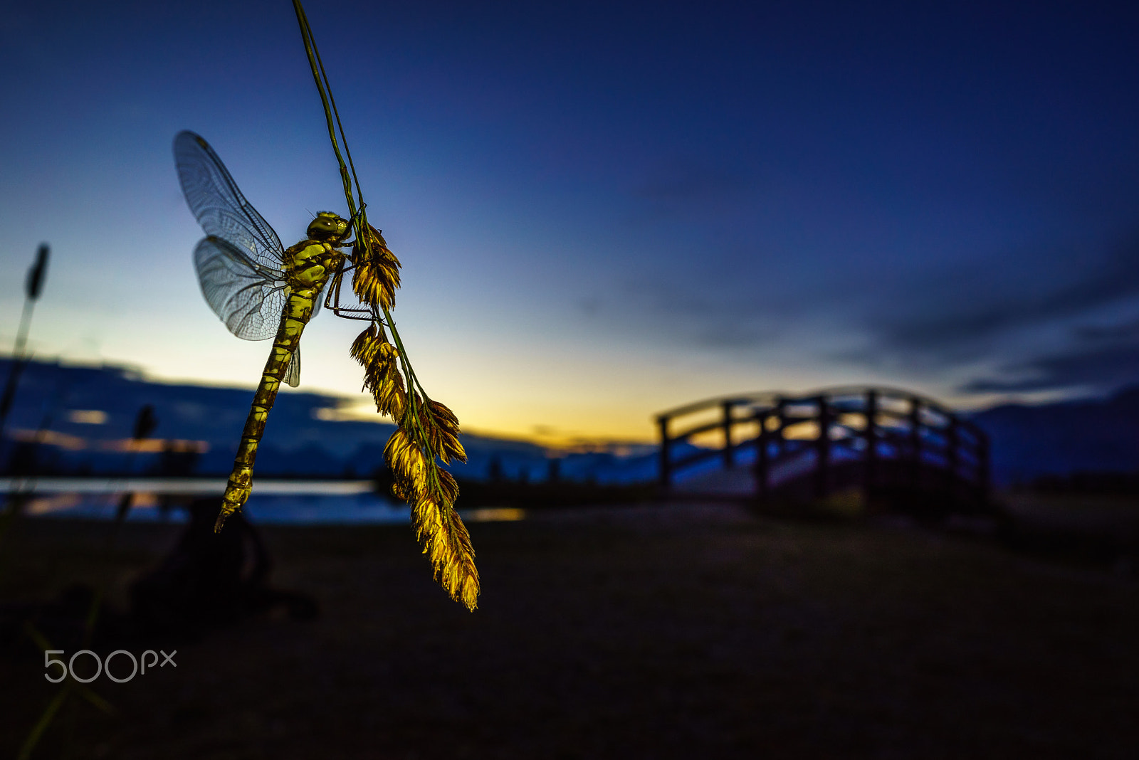 Sony a7R + E 21mm F2.8 sample photo. Dragonfly photography
