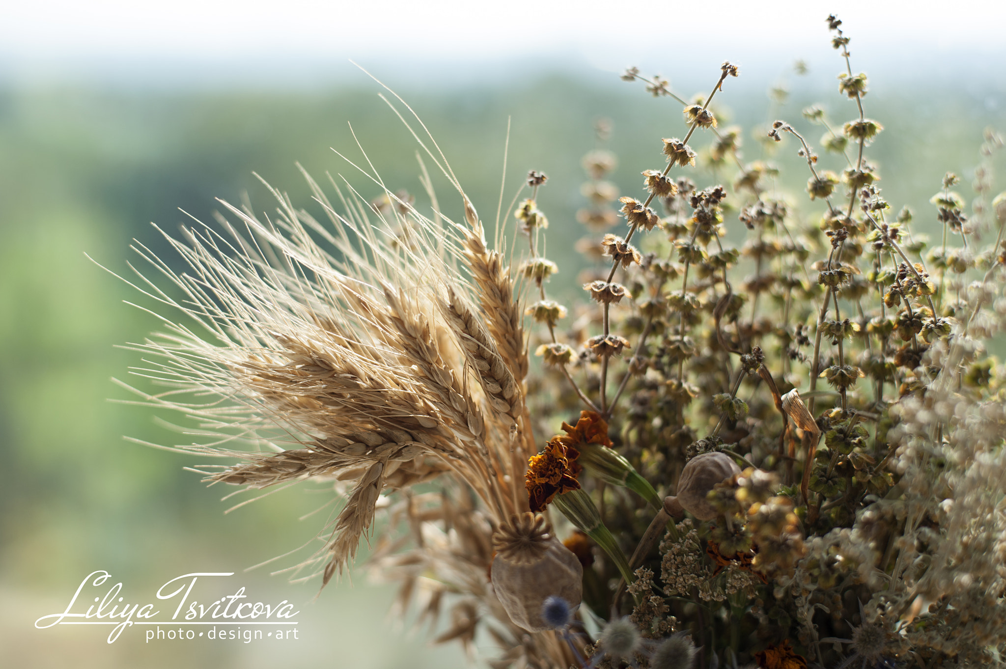 ZEISS Planar T* 50mm F1.4 sample photo. Dry bouquet photography