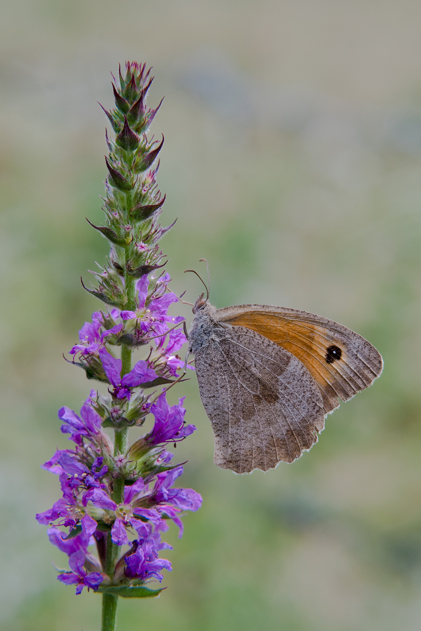 Nikon D500 sample photo. Butterfly photography