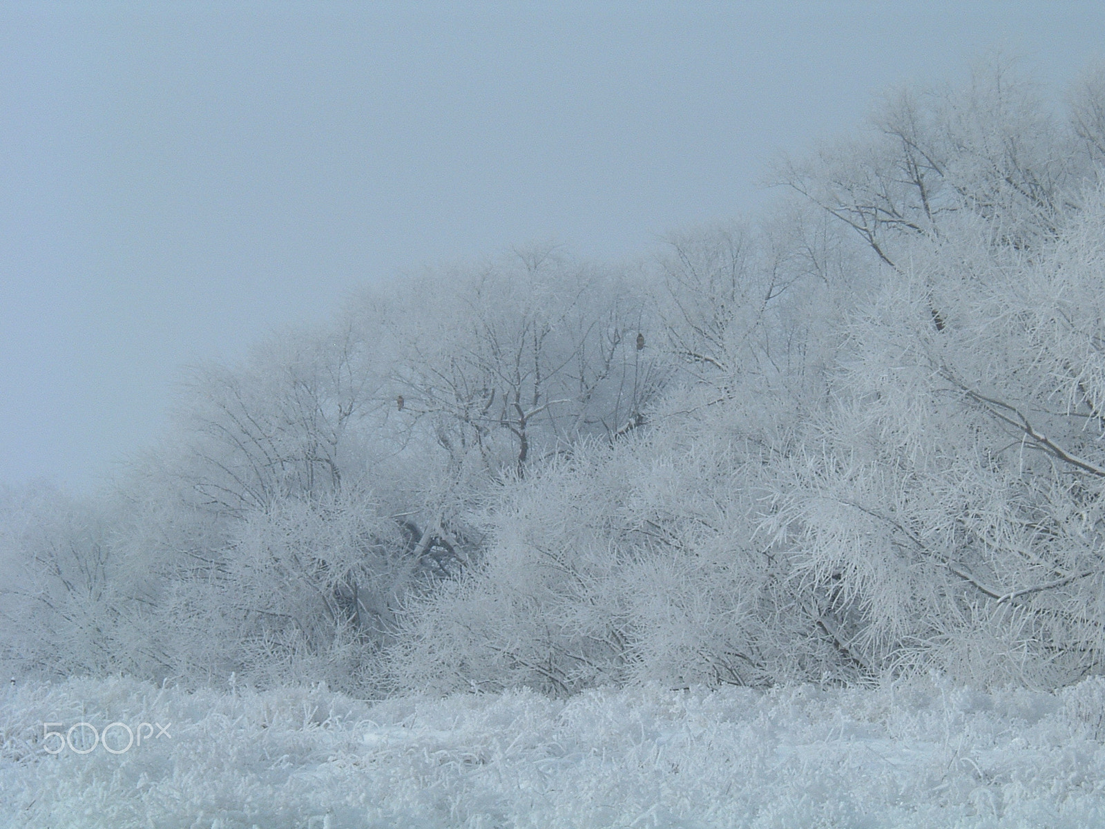 Fujifilm FinePix A210 sample photo. Winter barn owls photography