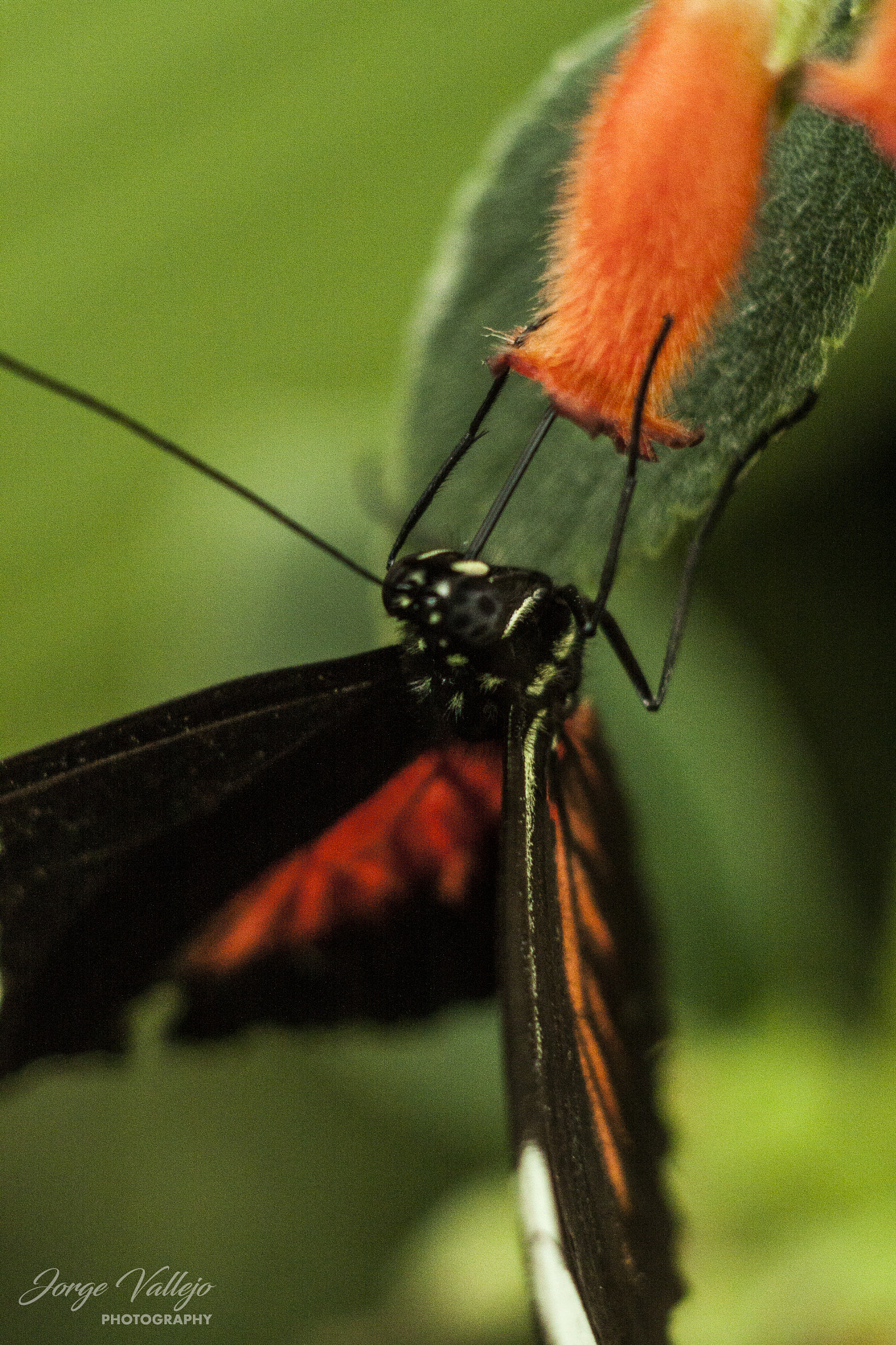 Canon EF 35-80mm f/4-5.6 sample photo. Golosa photography