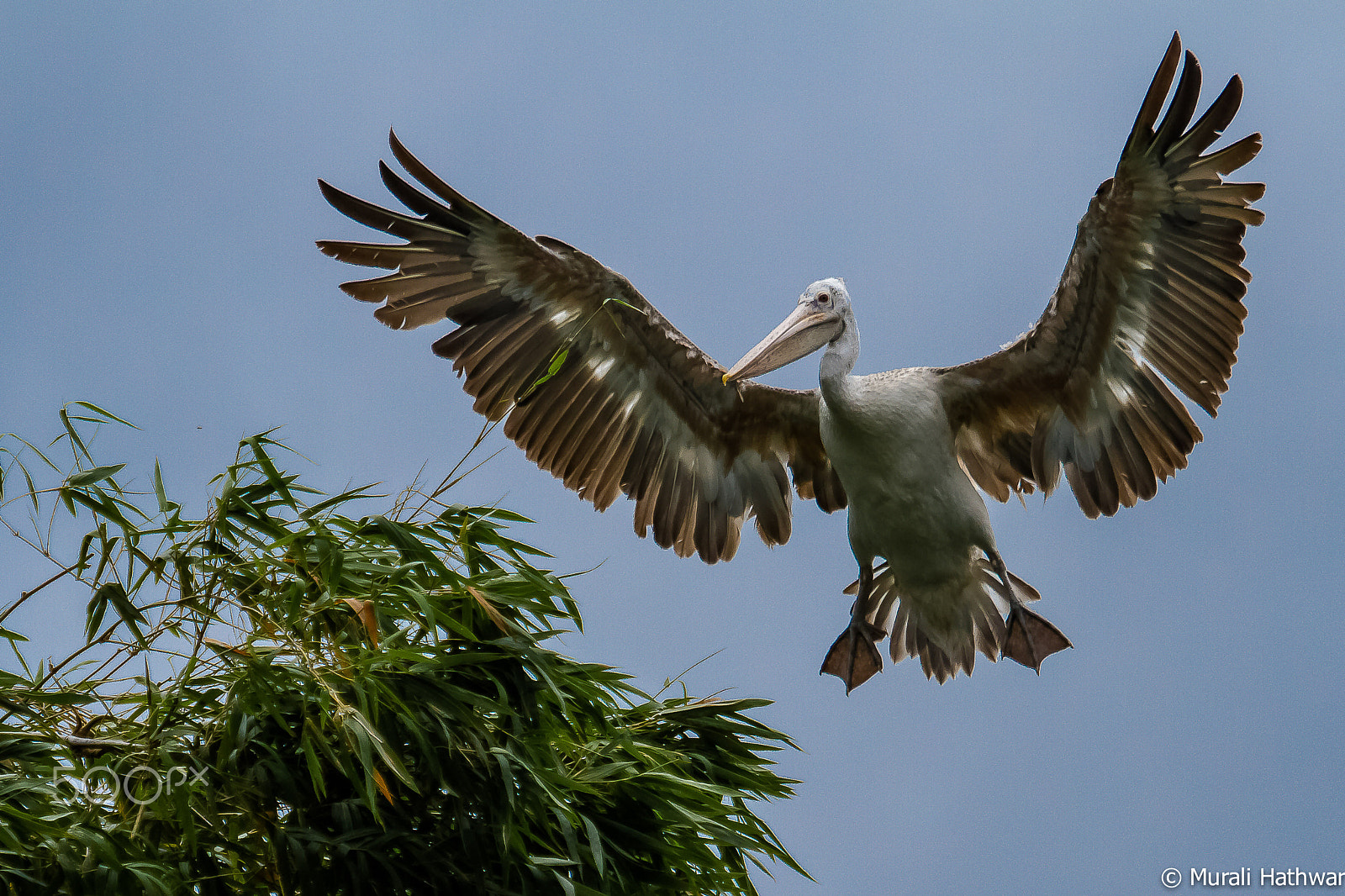 Canon EF 100-400mm F4.5-5.6L IS USM sample photo. Flying bird photography