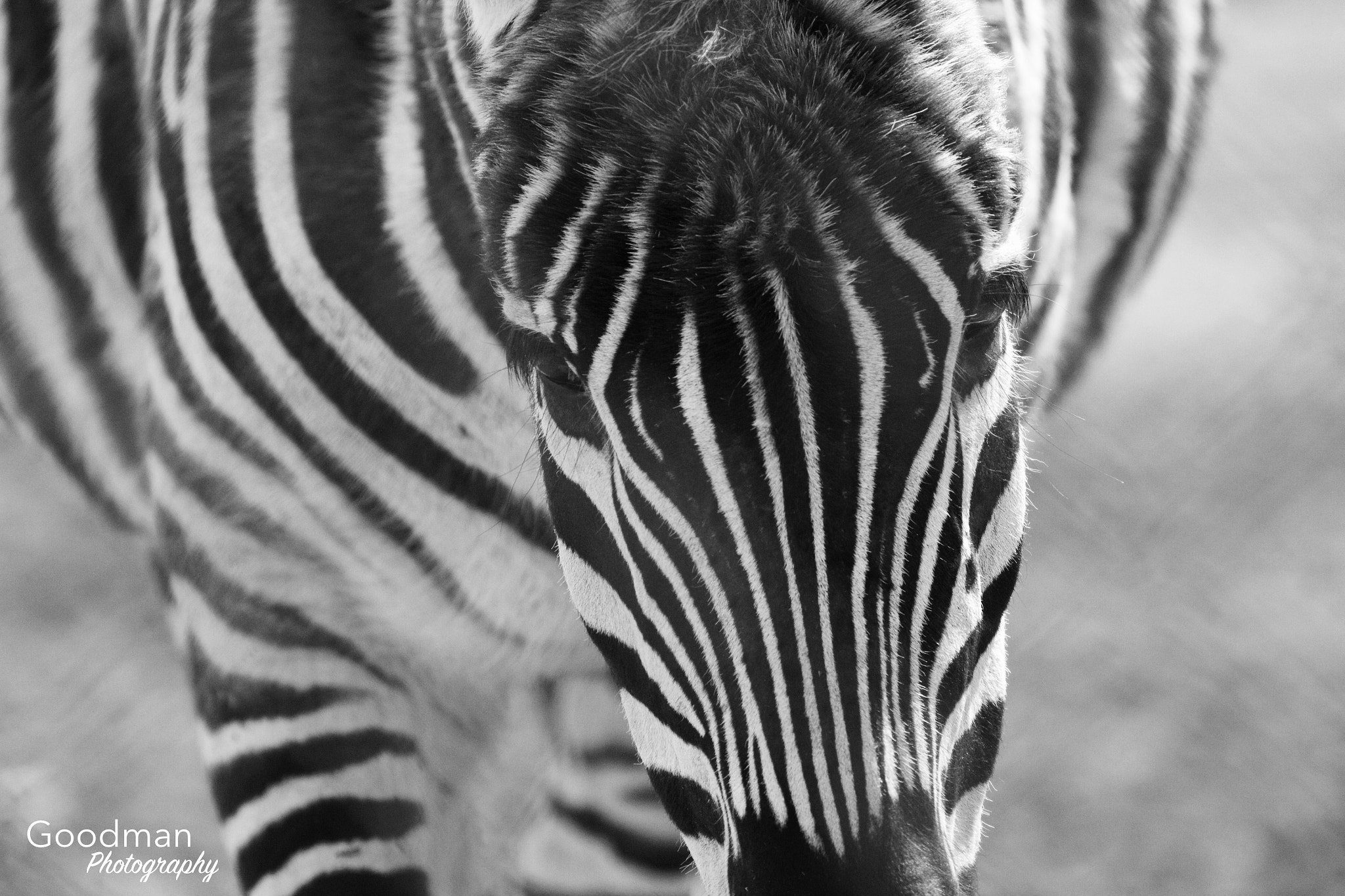 Canon EOS 700D (EOS Rebel T5i / EOS Kiss X7i) + Canon EF 100-400mm F4.5-5.6L IS II USM sample photo. Black and white zebra photography