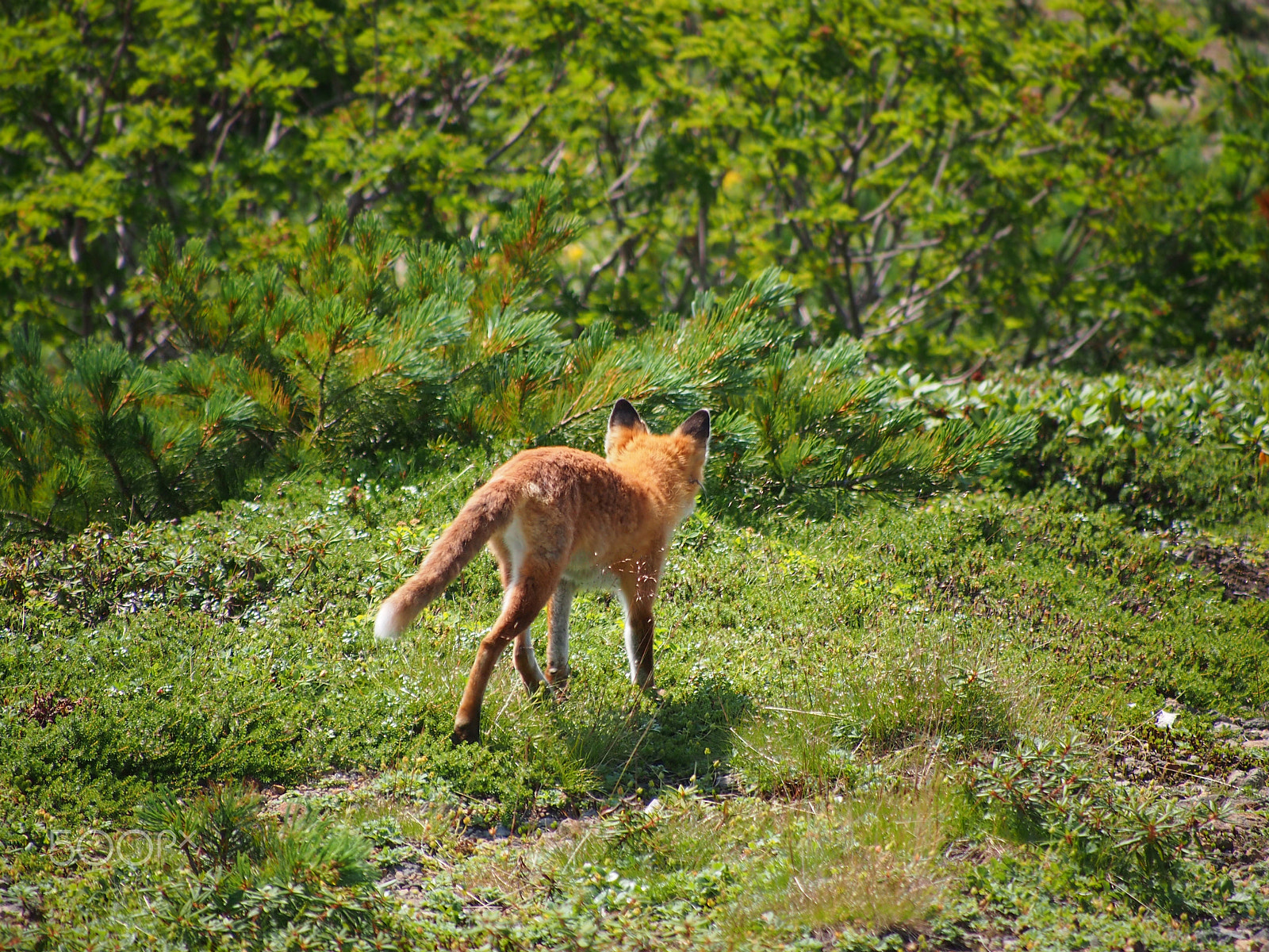Panasonic Lumix G Vario 45-200mm F4-5.6 OIS sample photo. A solitary walk photography