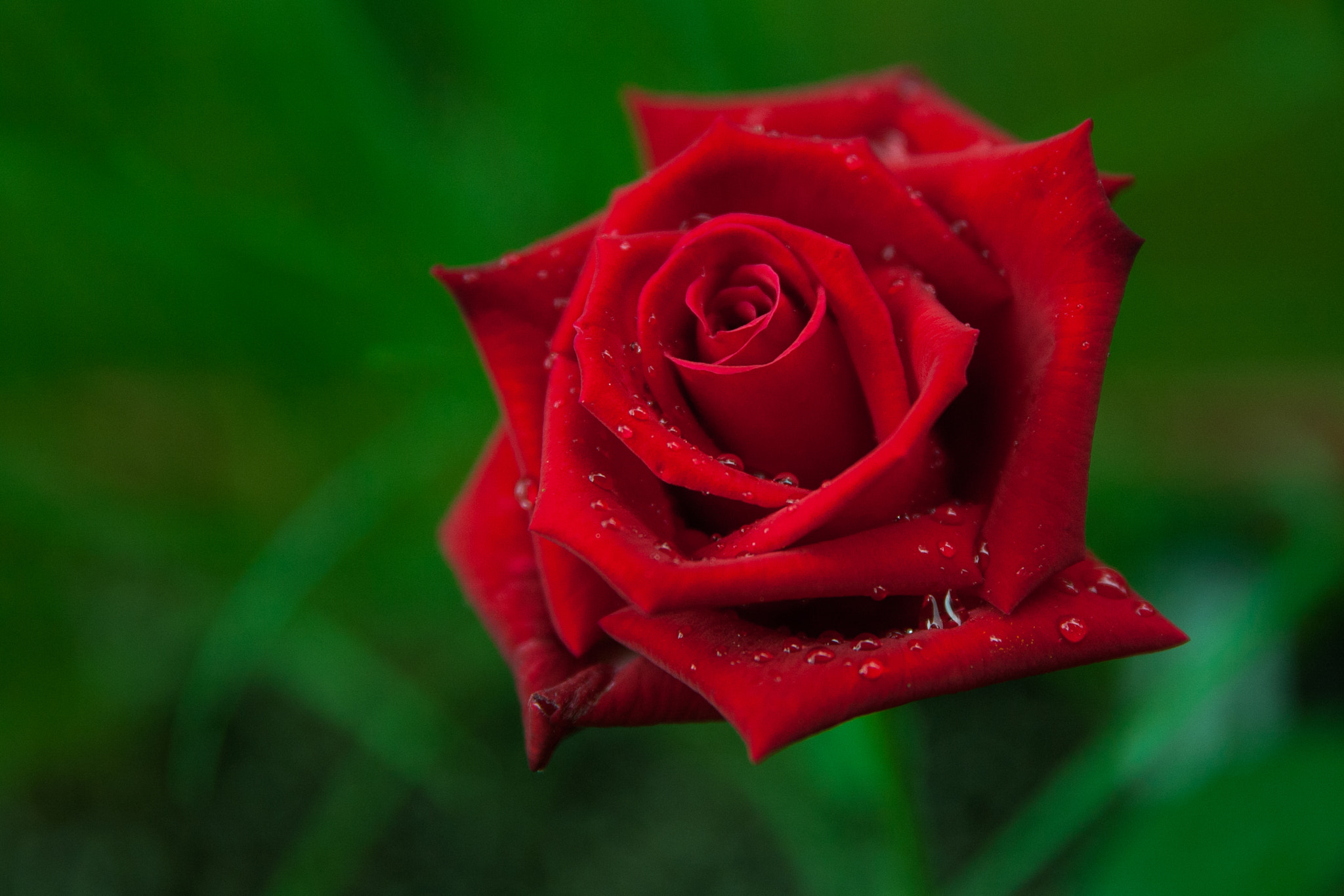 Canon EF 24-70mm F2.8L II USM sample photo. Balcony bloom photography
