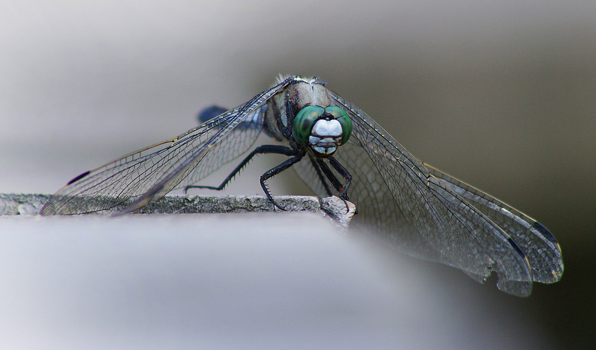 Pentax K-7 + Sigma sample photo. Dragon...fly :) photography