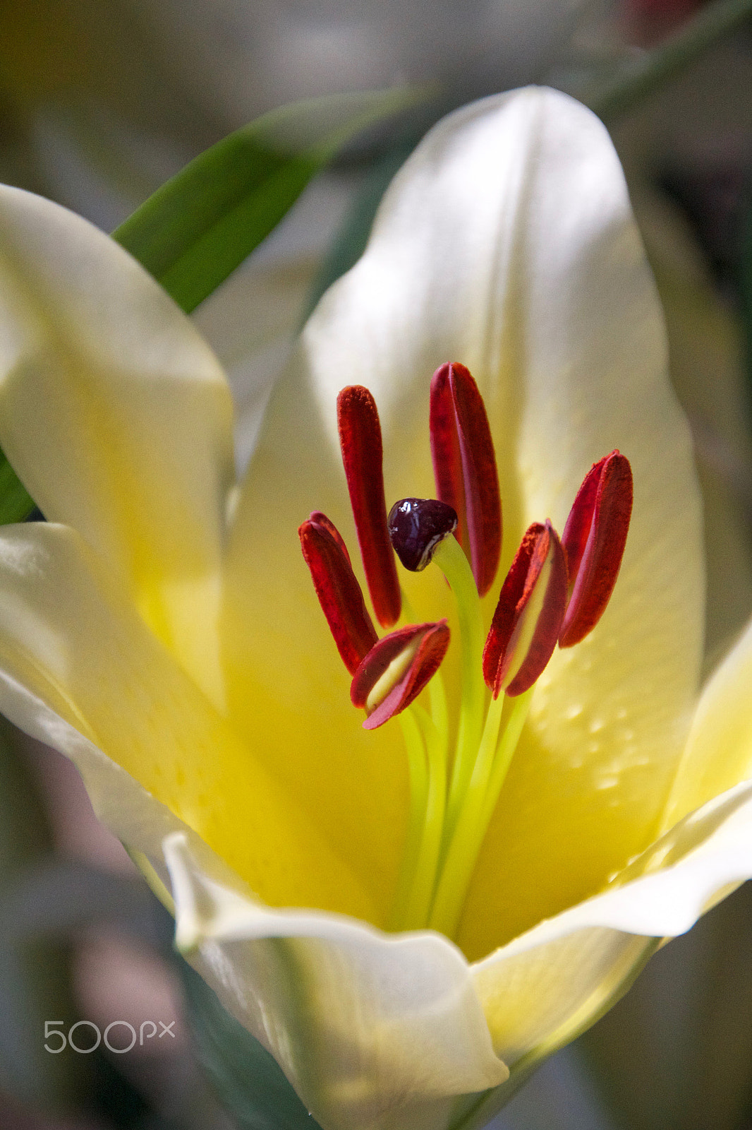 Sigma 18-250mm F3.5-6.3 DC OS HSM sample photo. Lilium  lily photography