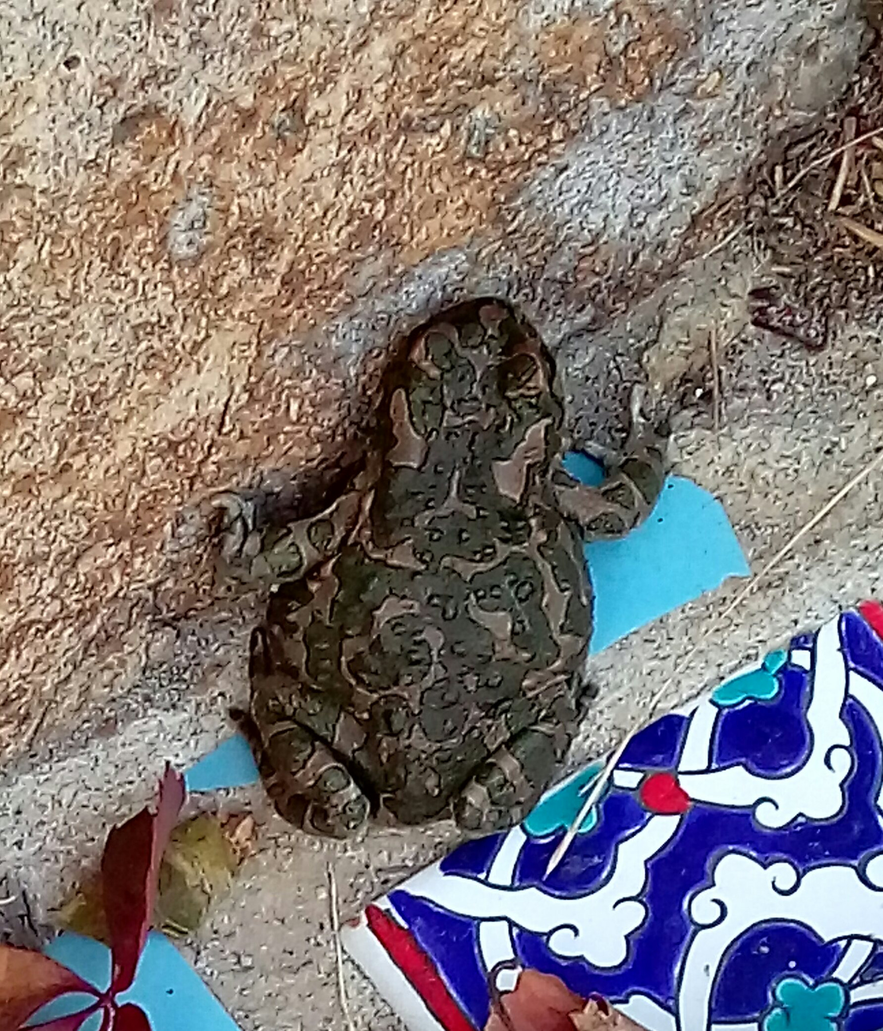 HTC ONE M9PLUS sample photo. Frog photography