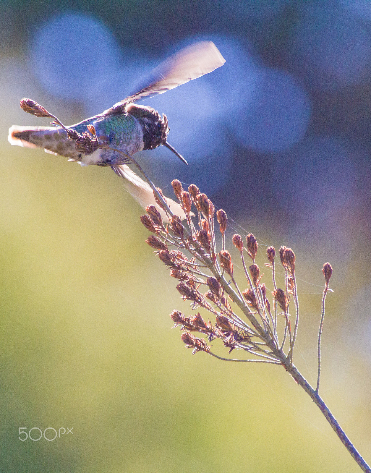 Canon EOS 7D + Canon EF 100-400mm F4.5-5.6L IS USM sample photo. Anna's hummingbird taking flight photography