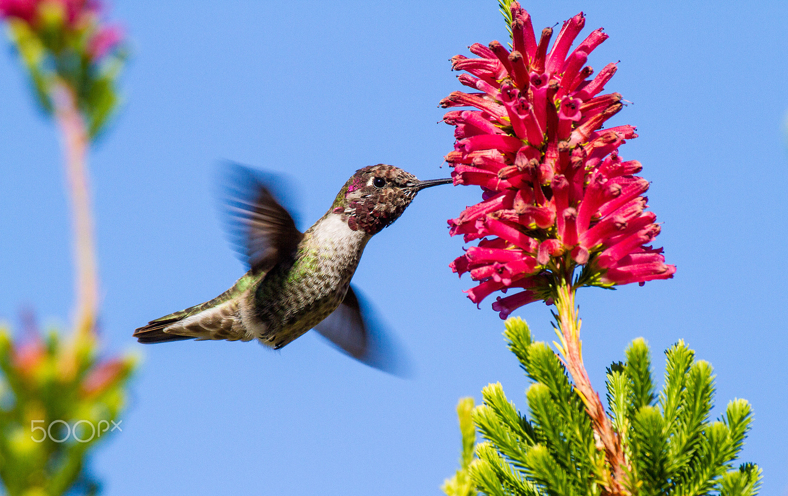 Canon EOS 7D + Canon EF 100-400mm F4.5-5.6L IS USM sample photo. Anna's hummingbird in flight photography