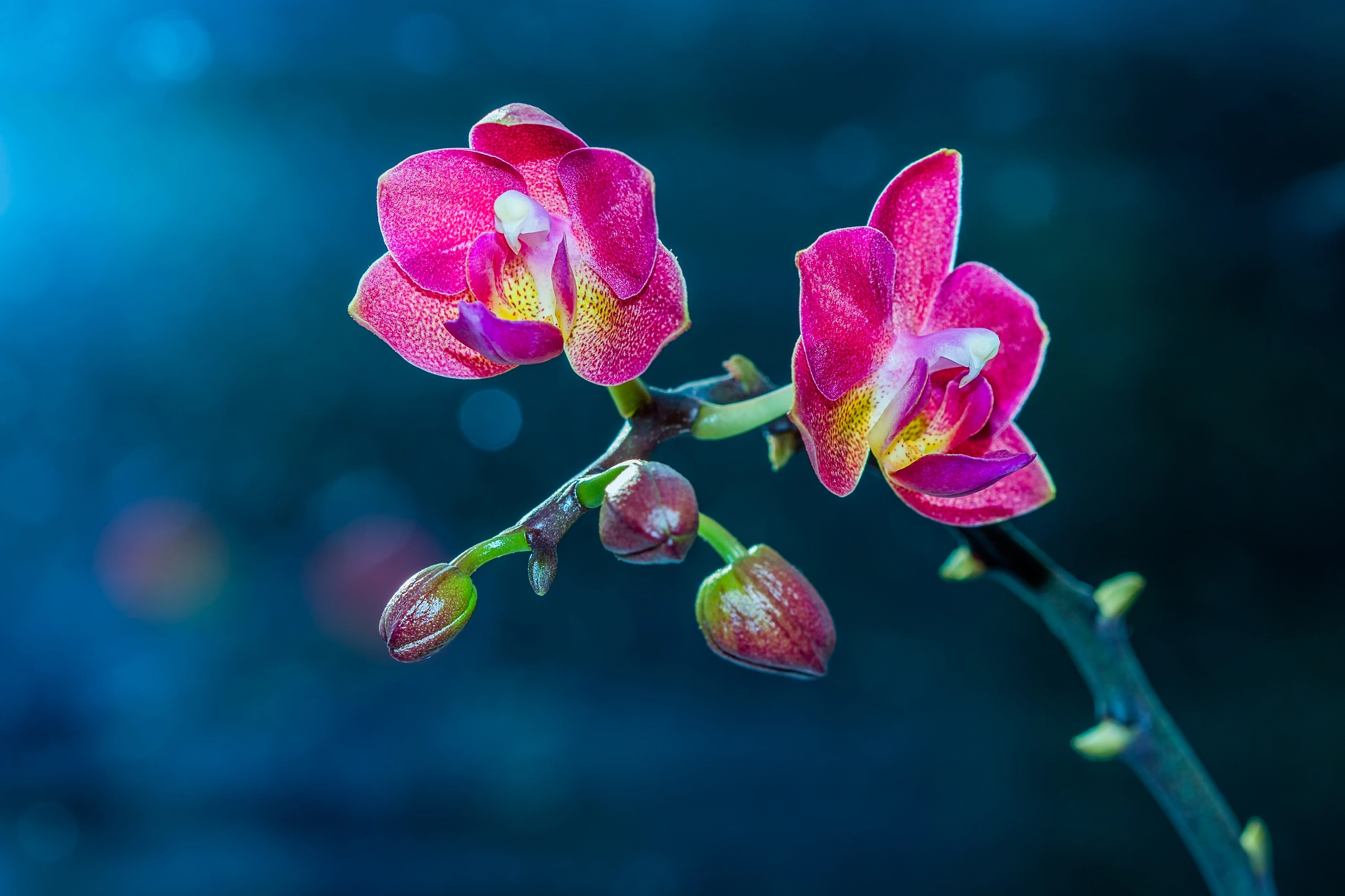 Sigma 105mm F2.8 EX DG OS HSM sample photo. Beauty in the night photography