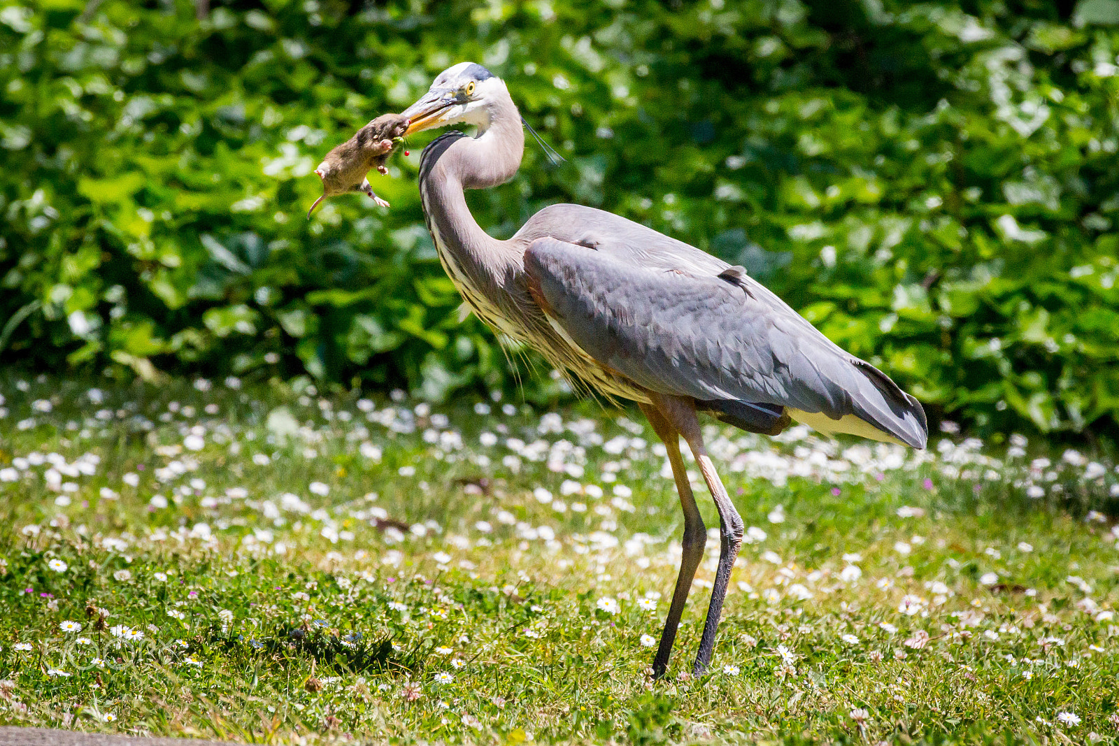 Canon EF 100-400mm F4.5-5.6L IS USM sample photo. Great blue heron and vole photography