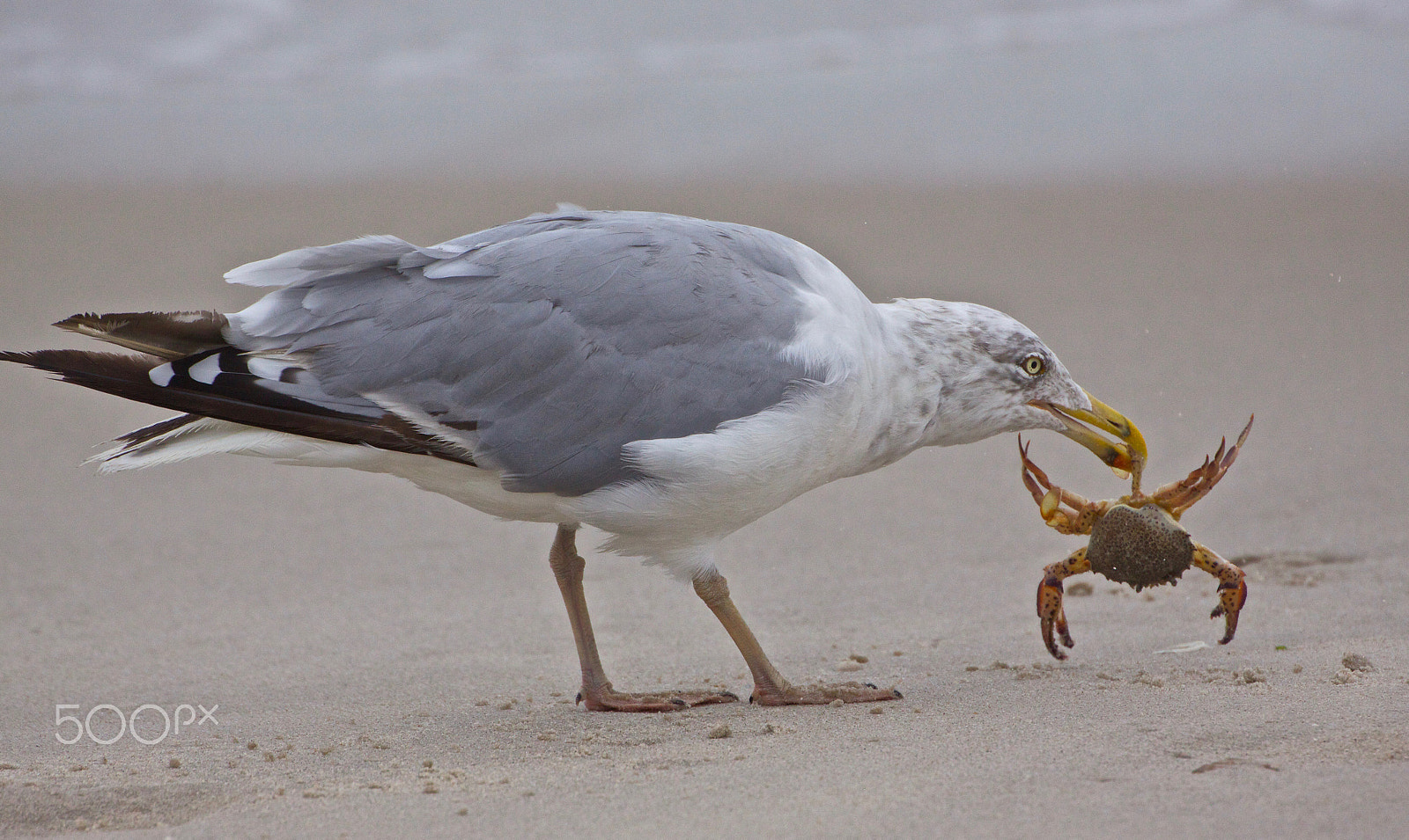 Canon EOS 50D sample photo. Herring gull photography