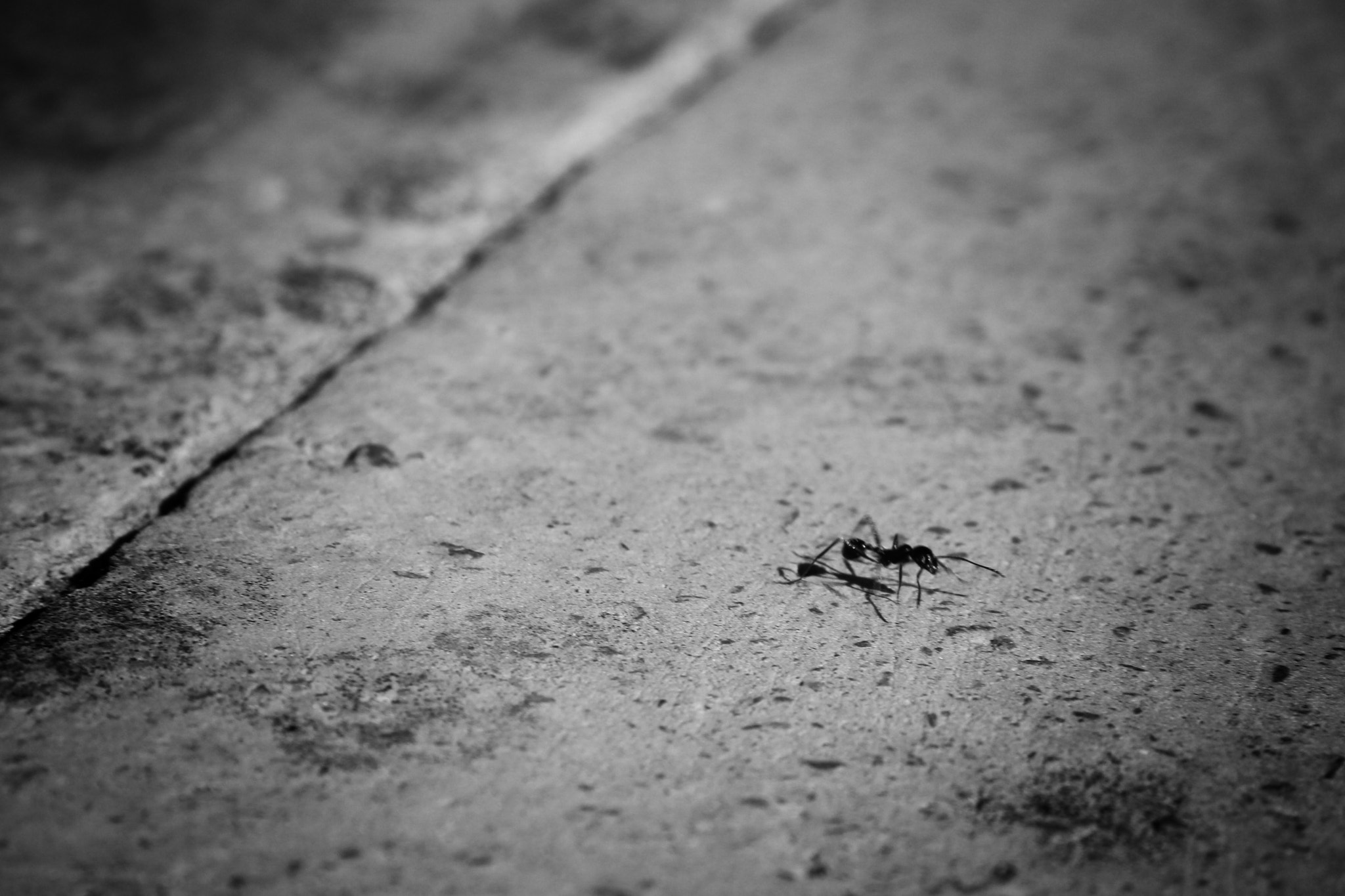Canon EF-S 18-200mm F3.5-5.6 IS sample photo. Simply an ant... photography