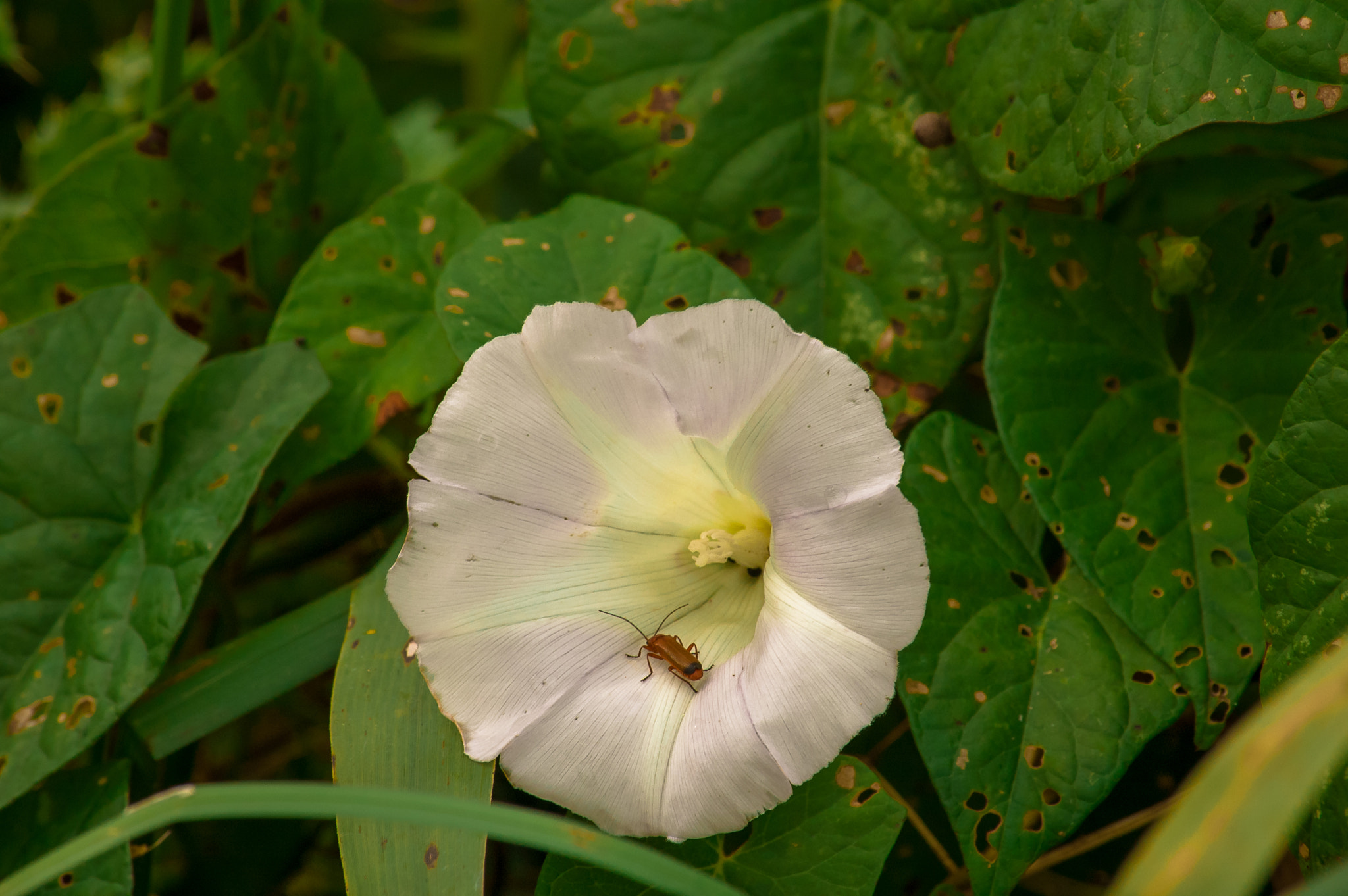 Nikon D50 sample photo. Bgnflwr photography