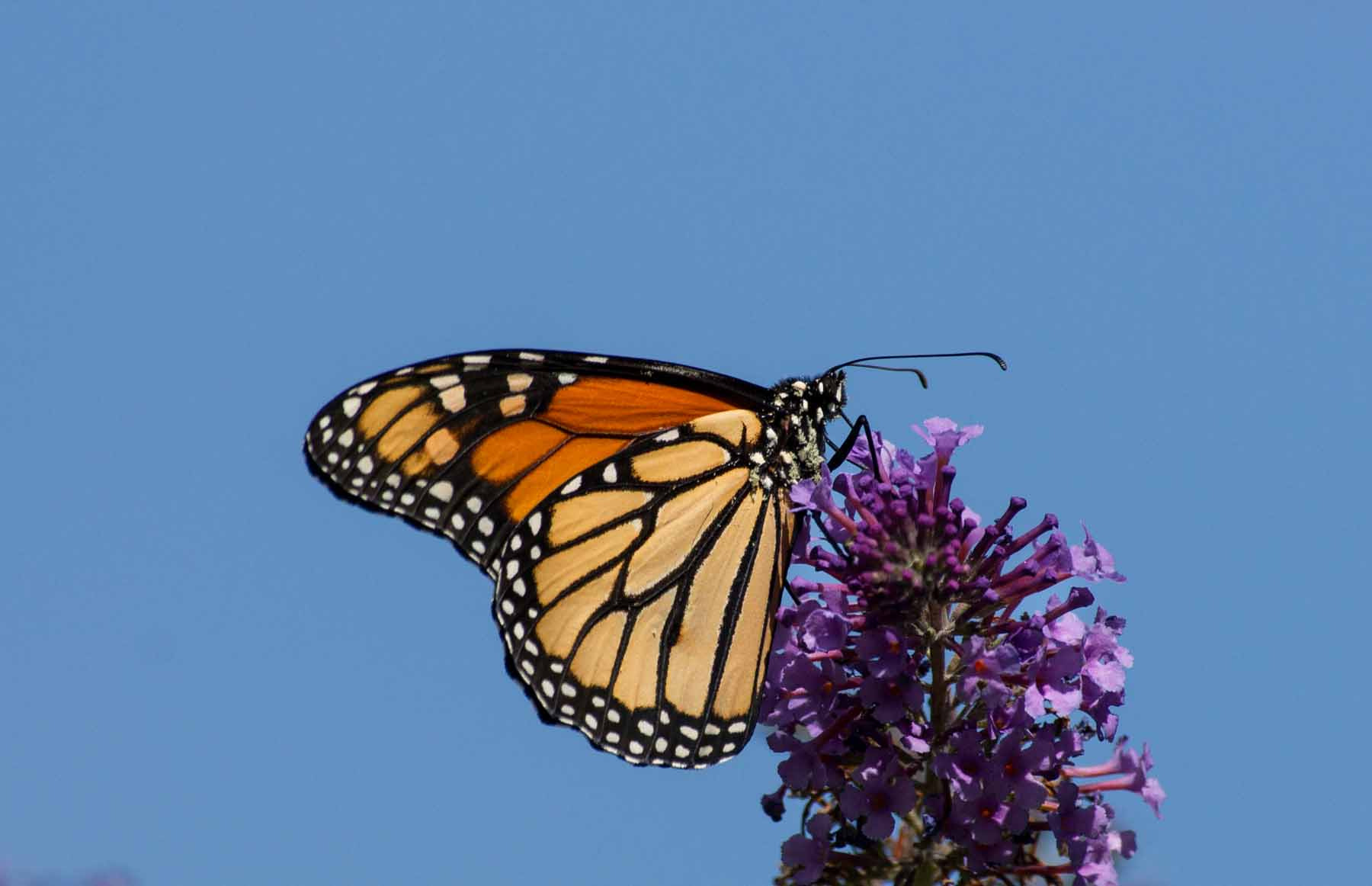 Sony Alpha DSLR-A500 + Sony DT 55-300mm F4.5-5.6 SAM sample photo. Monarch on butterfly bush photography