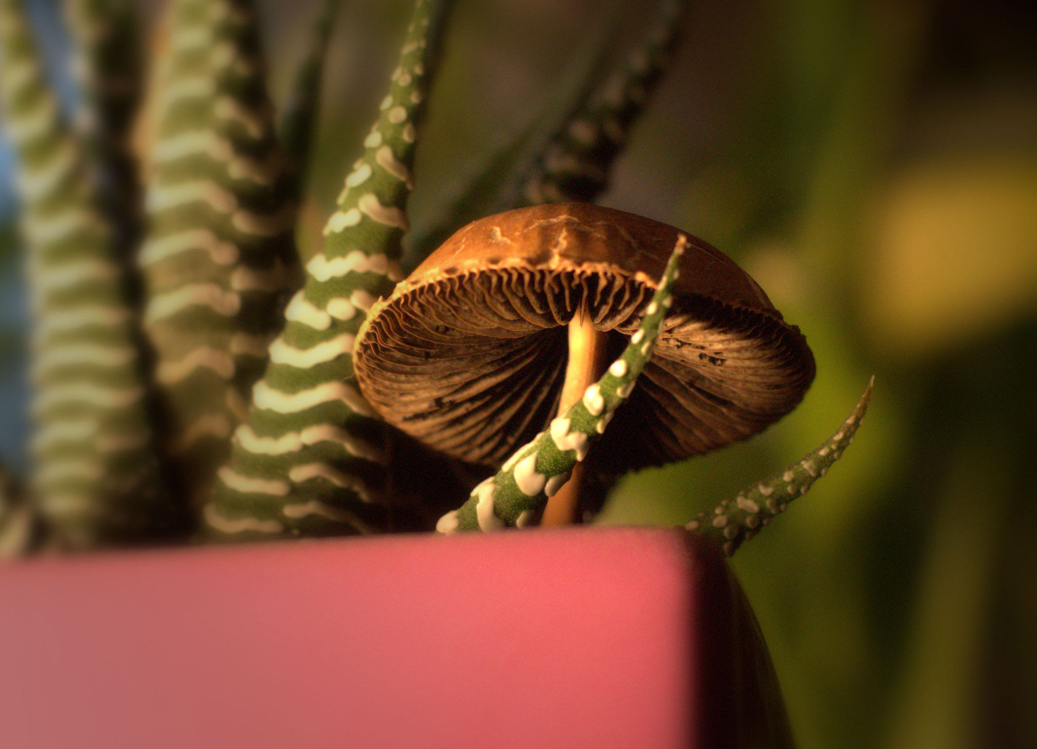 Sony SLT-A77 + Minolta AF 50mm F1.4 [New] sample photo. Mushroom photography
