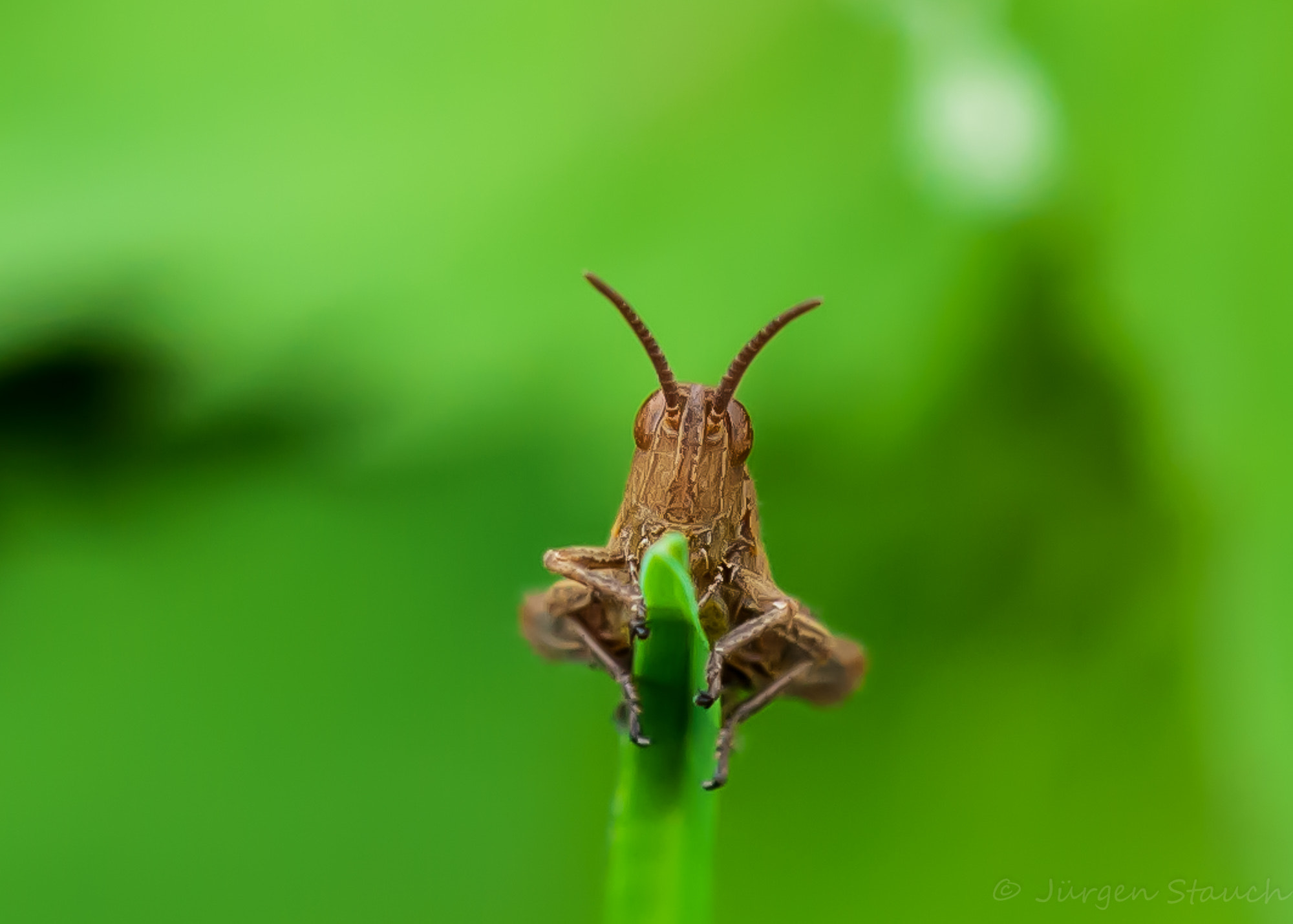 Sigma 105mm F2.8 EX DG OS HSM sample photo. Flip photography