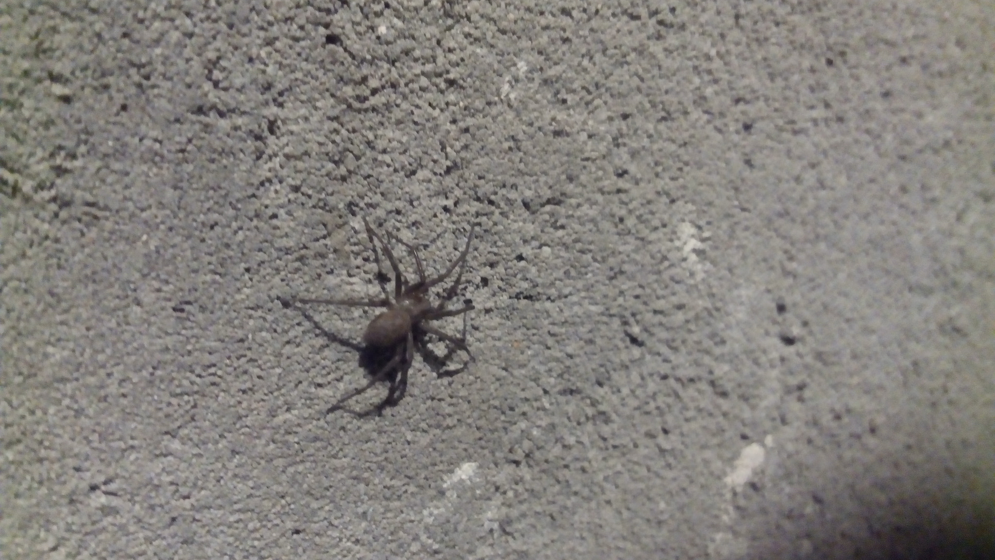 Lenovo P70-A sample photo. Spider photography