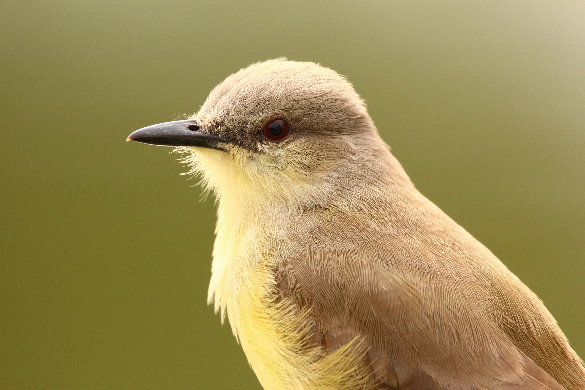 Sigma 150-600mm F5-6.3 DG OS HSM | C sample photo. Trama photography