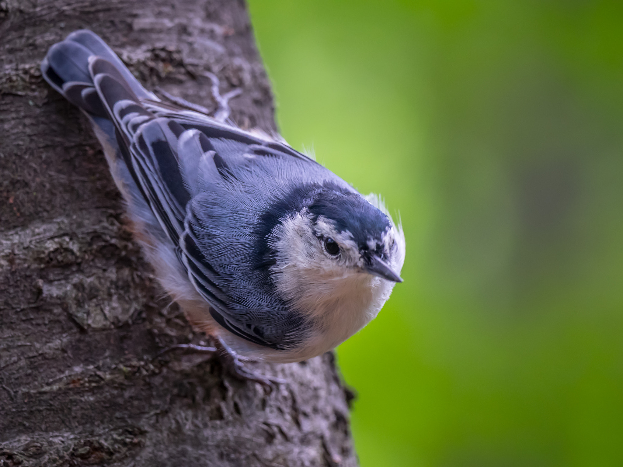 Olympus OM-D E-M1 + LEICA DG 100-400/F4.0-6.3 sample photo. Nuthatch photography