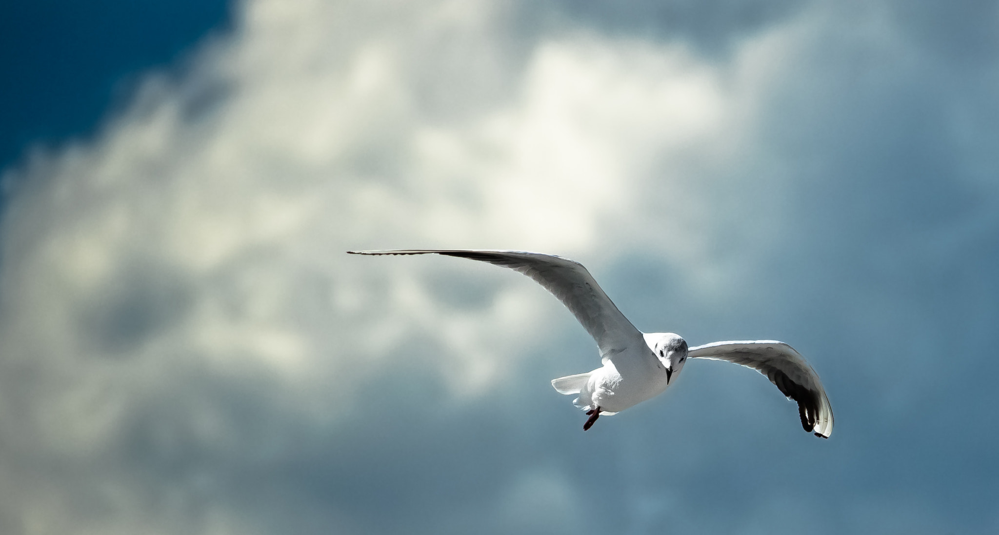 Canon EF-S 55-250mm F4-5.6 IS STM sample photo. Over the seas photography