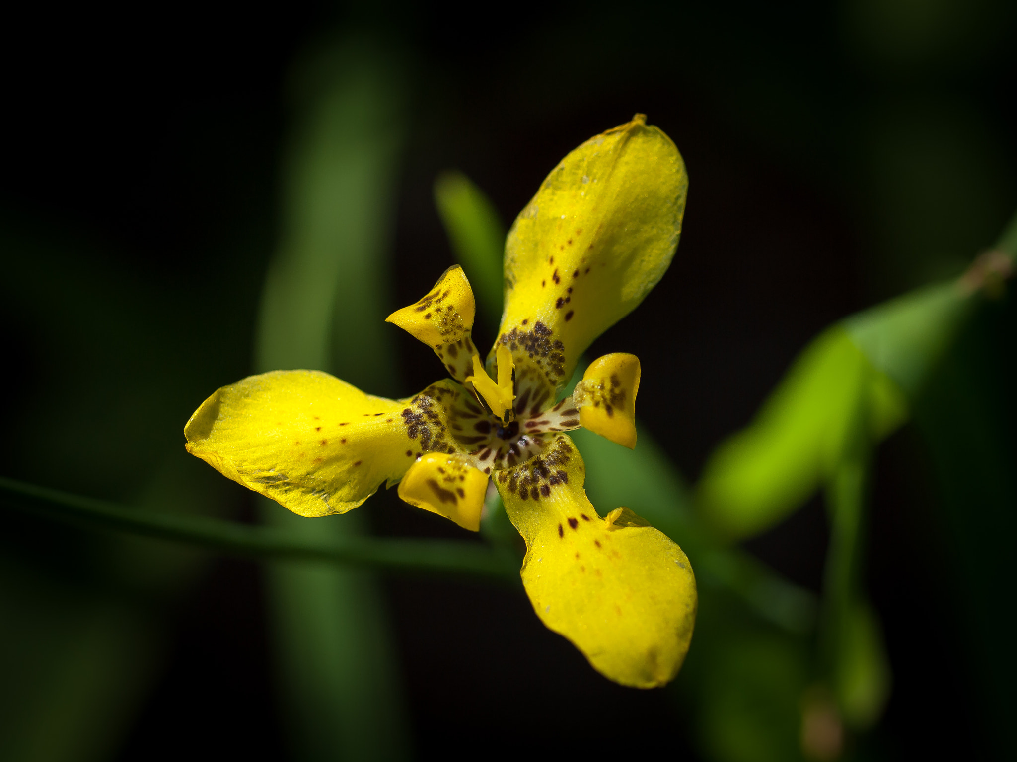 Olympus E-620 (EVOLT E-620) + OLYMPUS 50mm Lens sample photo. Yellow walking iris, neomarica longifolia photography