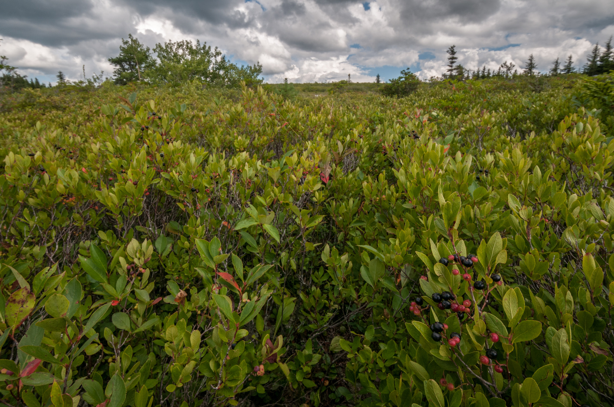 Nikon D300 sample photo. Dolly sods blueberries photography