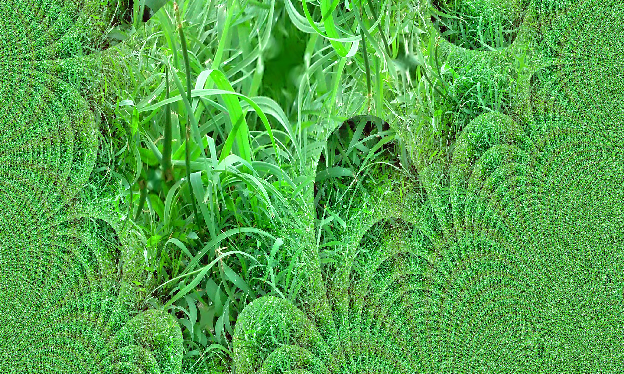 LG L70 CDMA sample photo. Grass photography