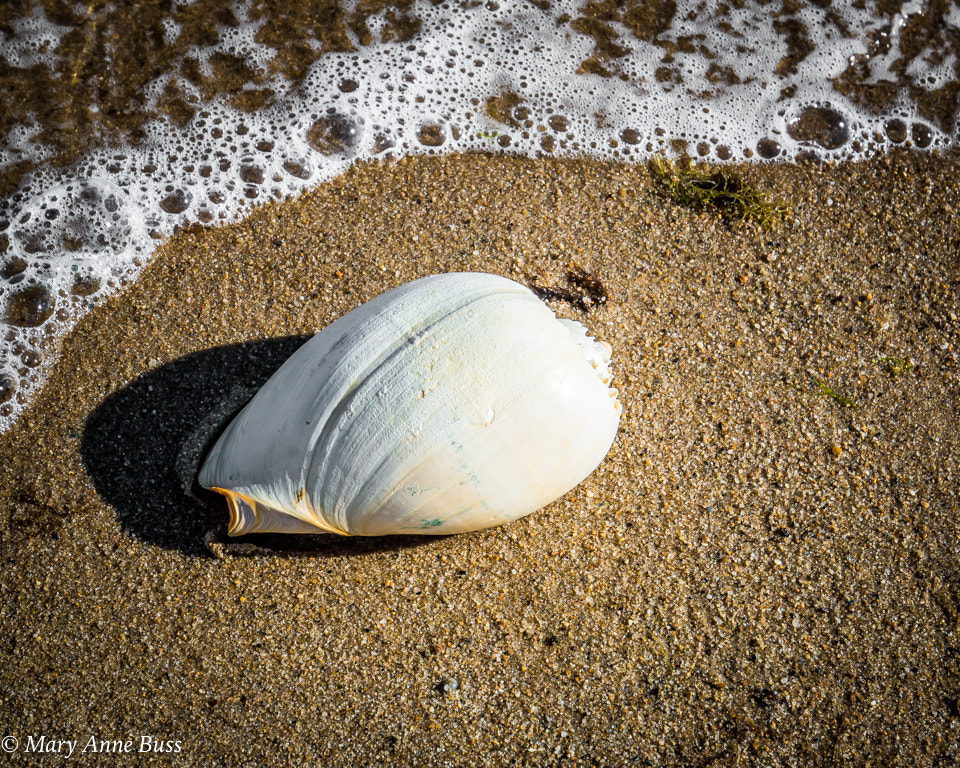 Canon EOS 70D + Canon EF 16-35mm F4L IS USM sample photo. Shell on the beach photography