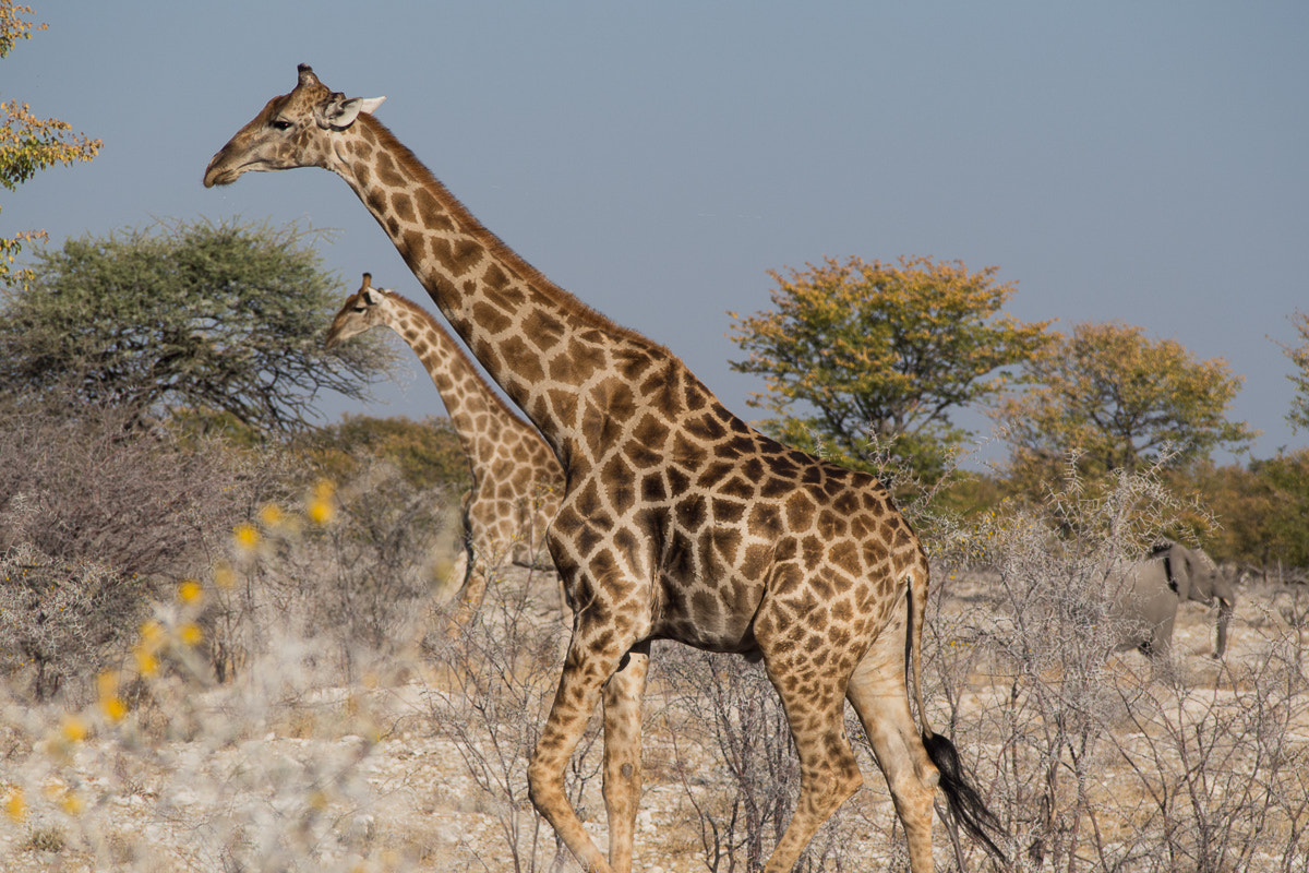 Olympus PEN E-PL5 sample photo. Giraffe ghosting photography