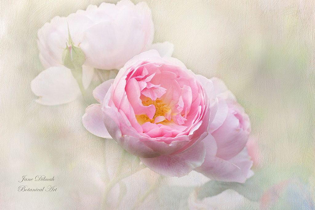 Roses by Jane Dibnah on 500px.com