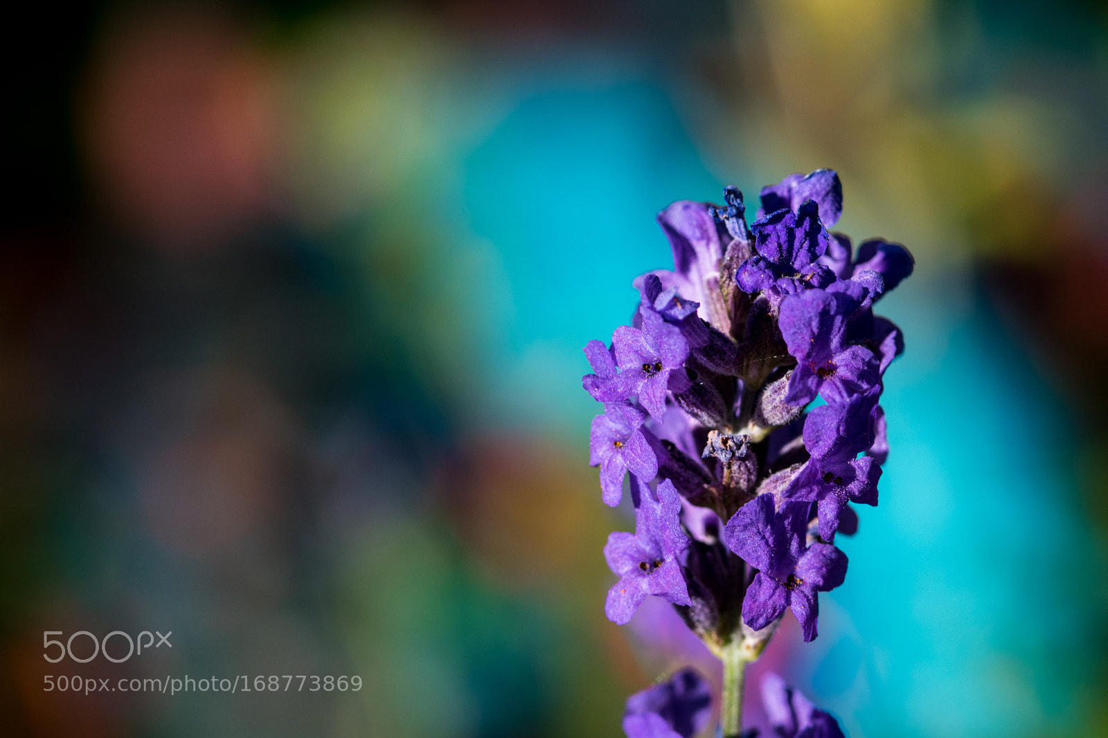 Nikon D5500 sample photo. Vivid bokeh photography