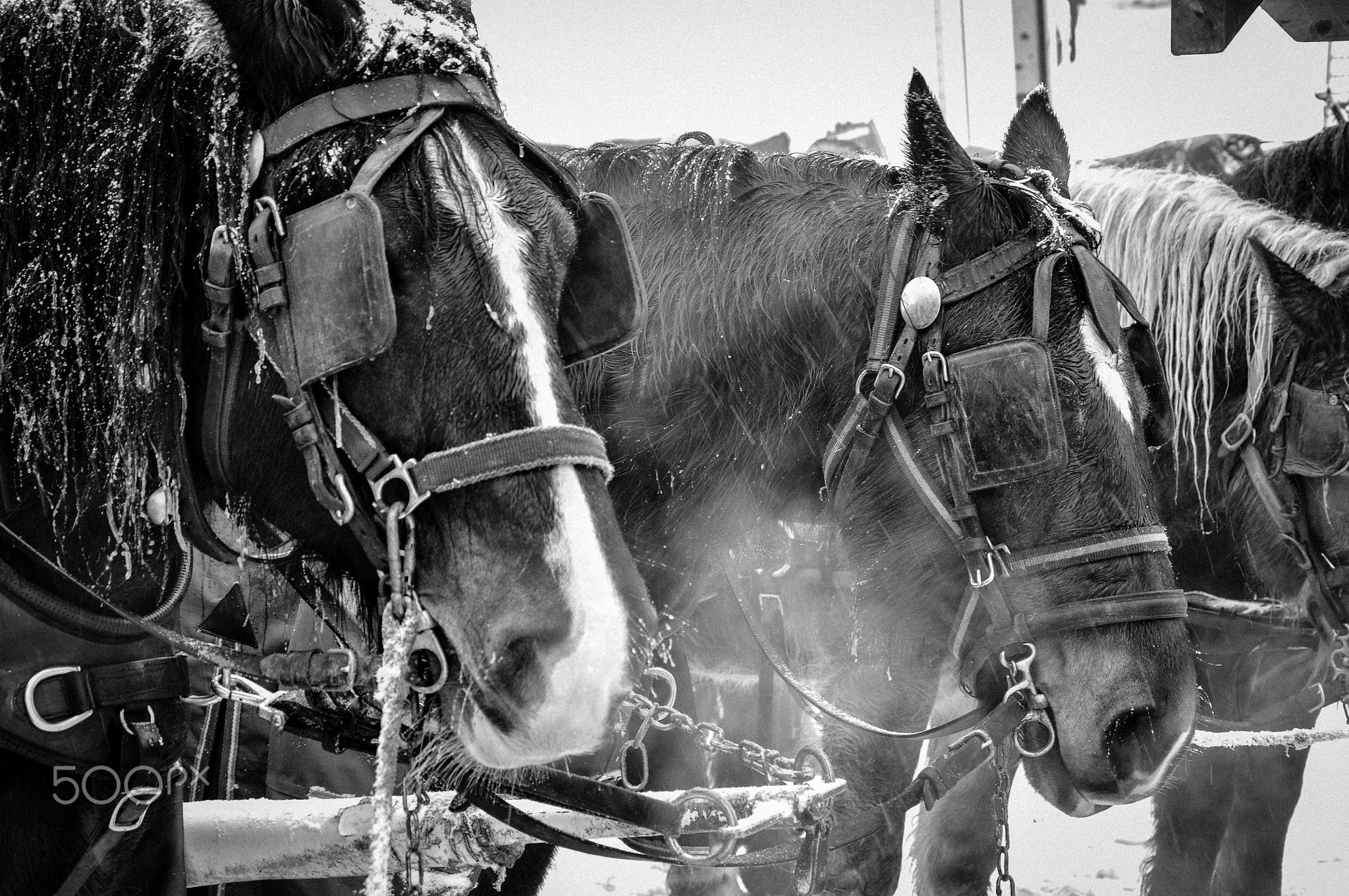 Tiercé de chevaux à Courchevel