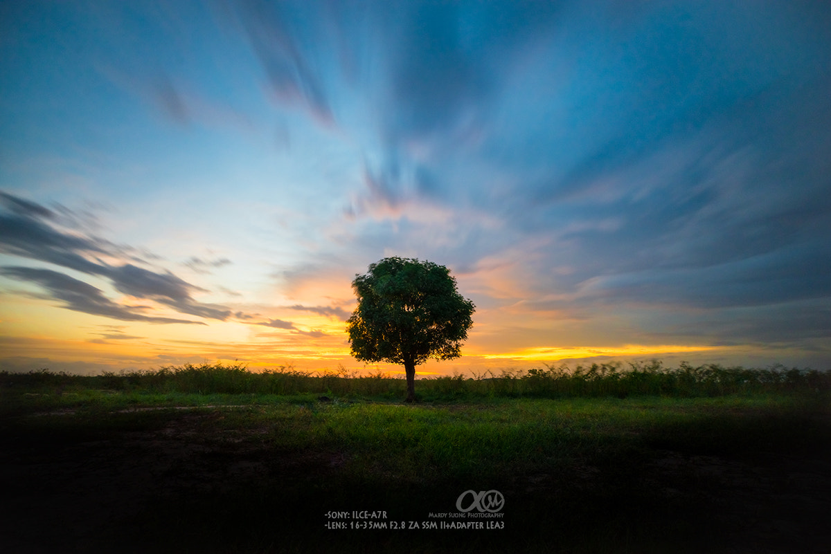 Sony Vario-Sonnar T* 16-35mm F2.8 ZA SSM II sample photo. Solo tree! photography